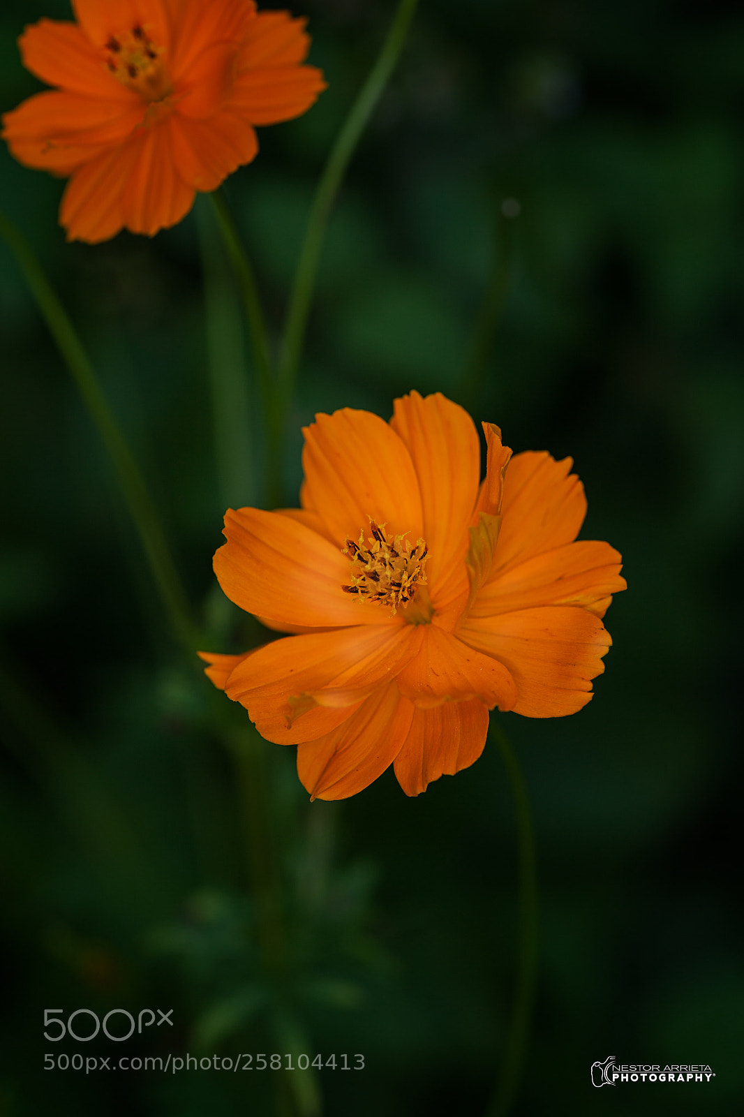 Canon EOS 5D Mark II sample photo. Yellowcopy photography