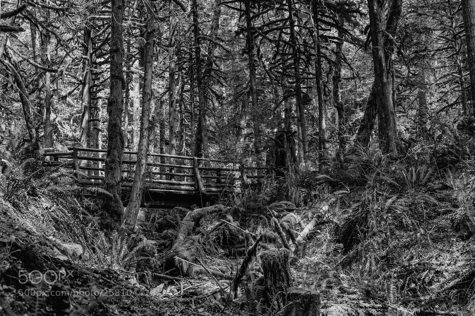 Sony a7 II sample photo. Bridge photography