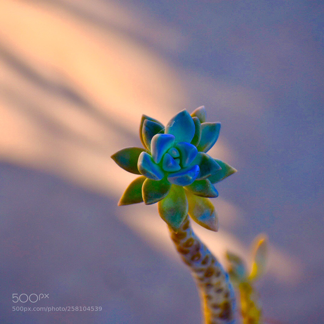 Nikon D3400 sample photo. Baby succulent  photography