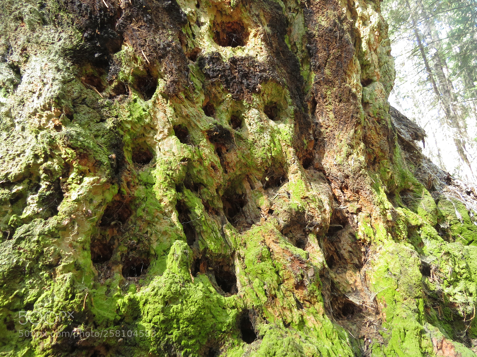 Canon PowerShot SX50 HS sample photo. Dimpling tree expression photography