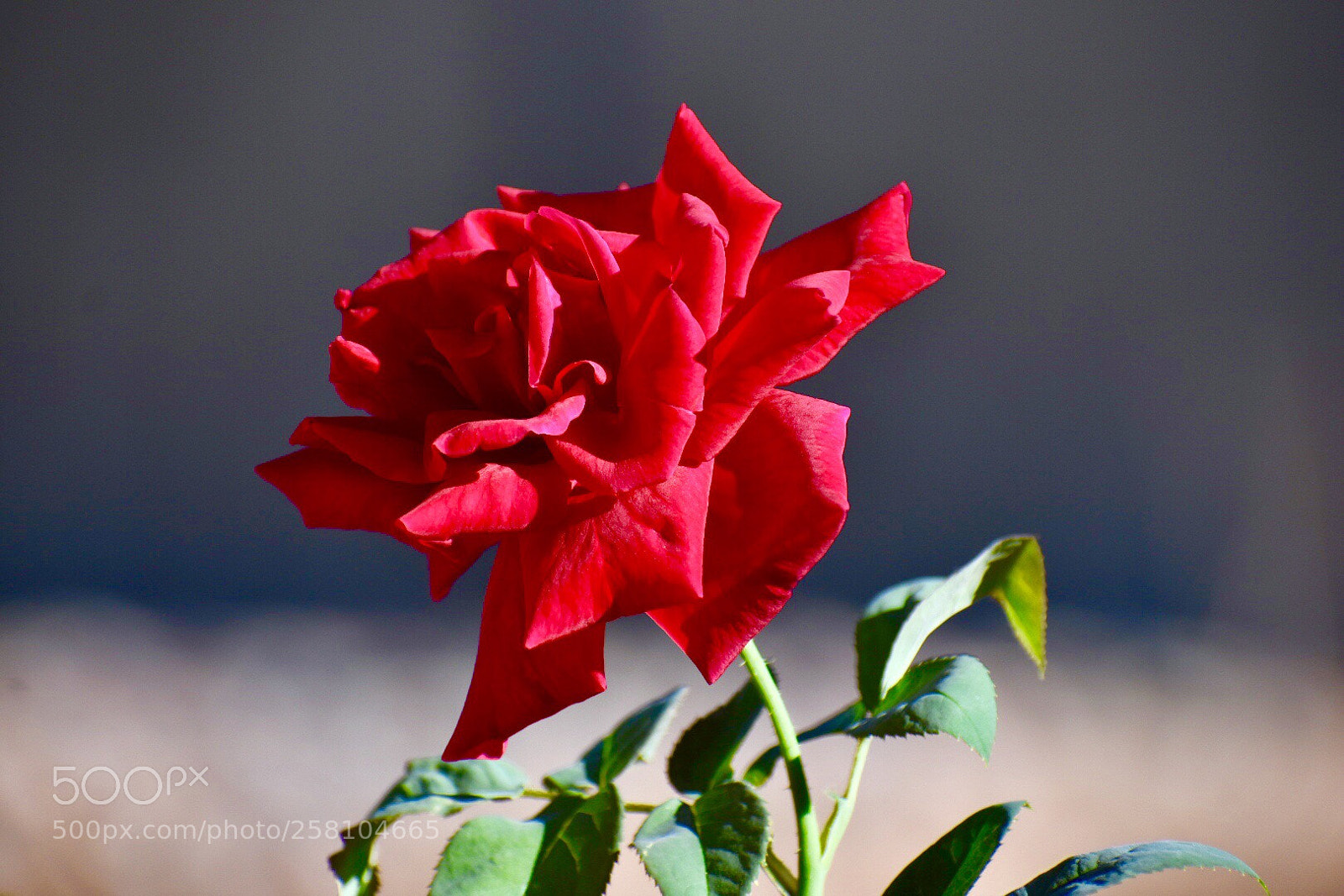 Nikon D3400 sample photo. Red rose photography