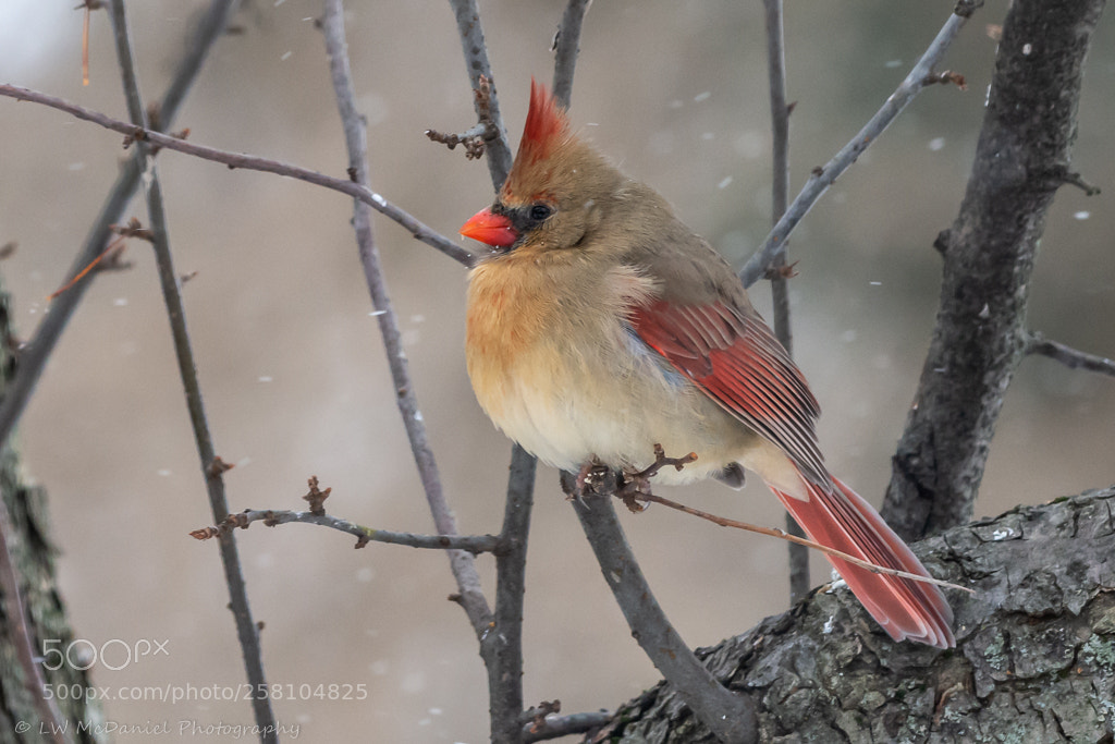 Nikon D7200 sample photo. Female cardinal photography