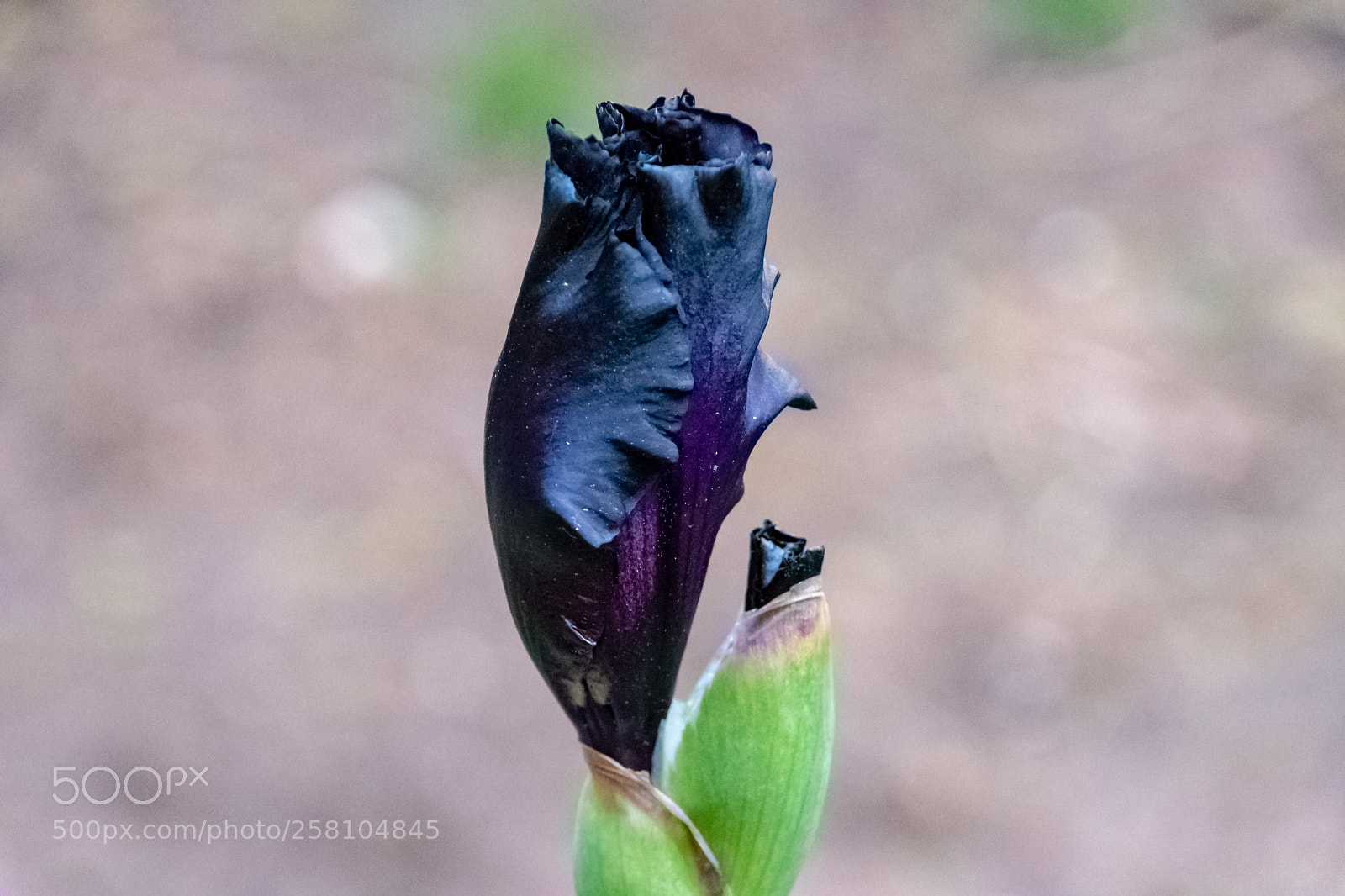 Nikon D500 sample photo. Black iris photography
