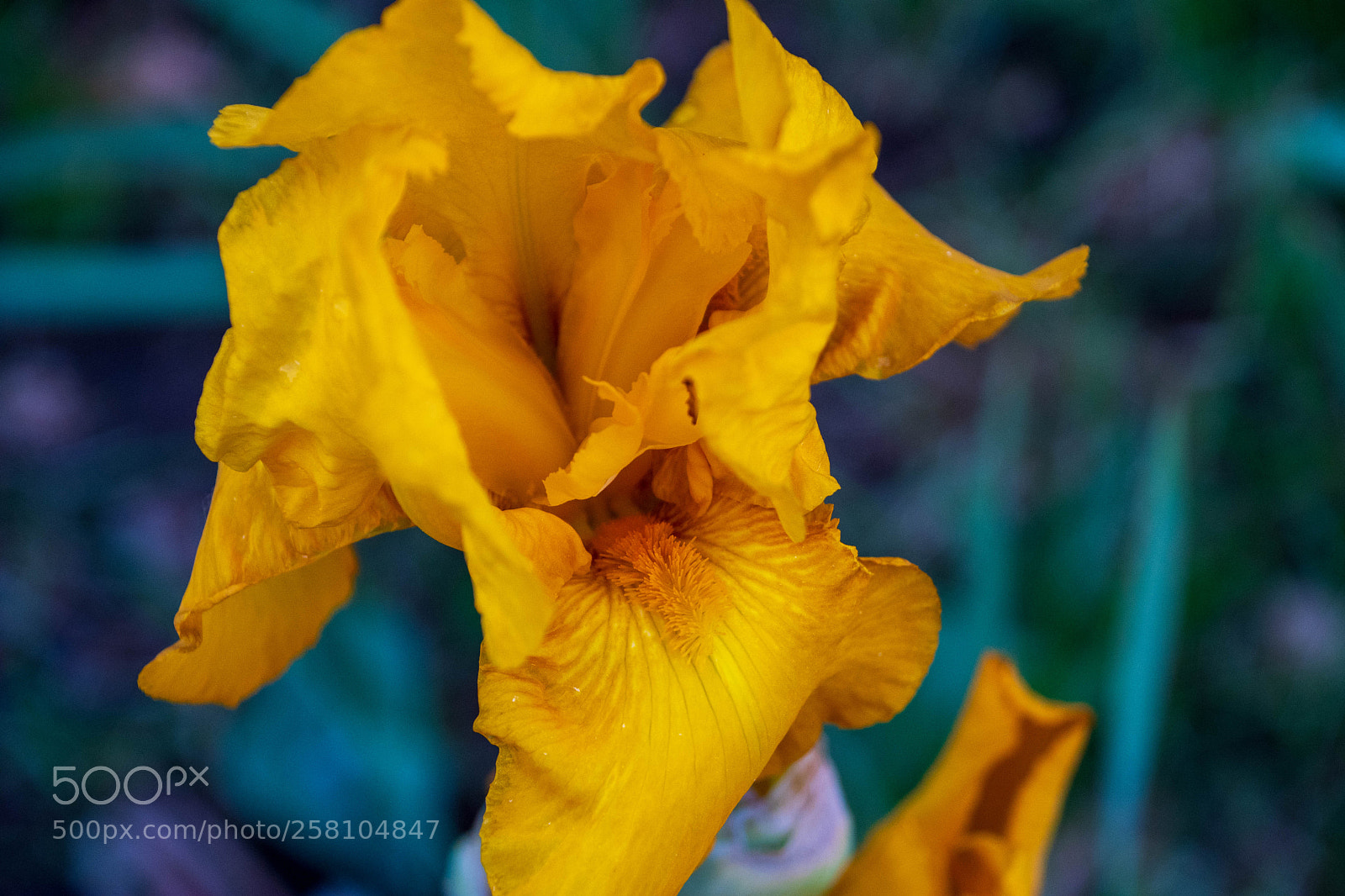Nikon D500 sample photo. Yellow iris photography