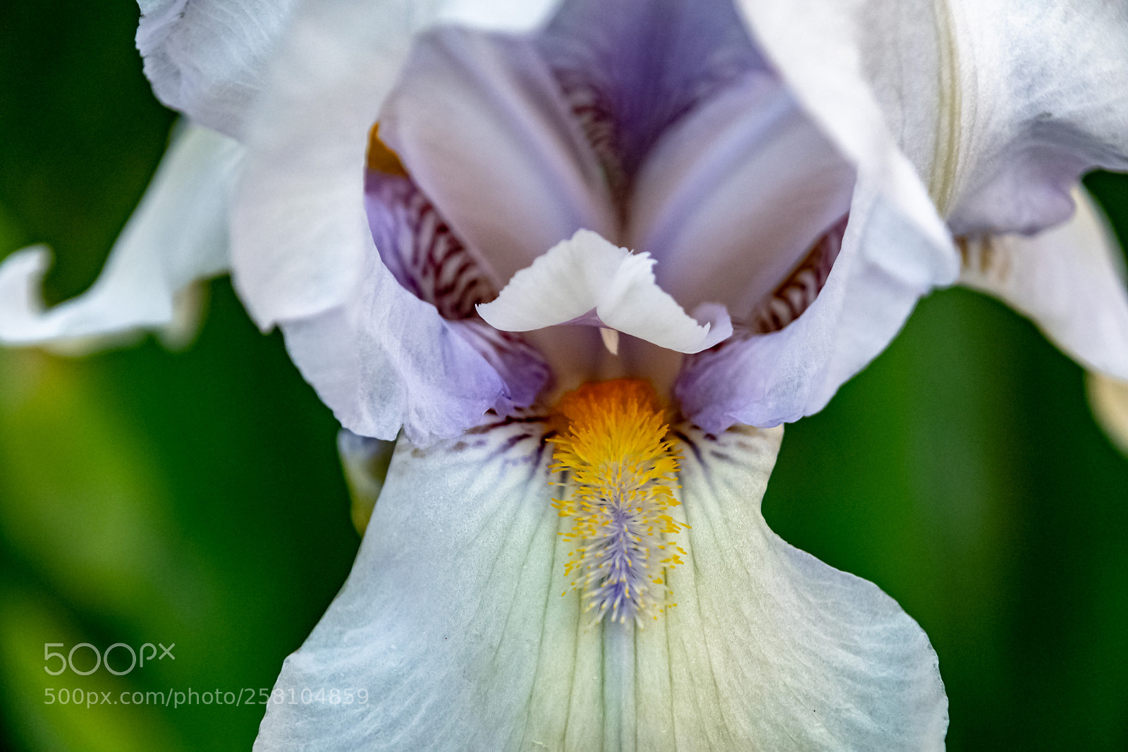 Nikon D500 sample photo. Colorful photography