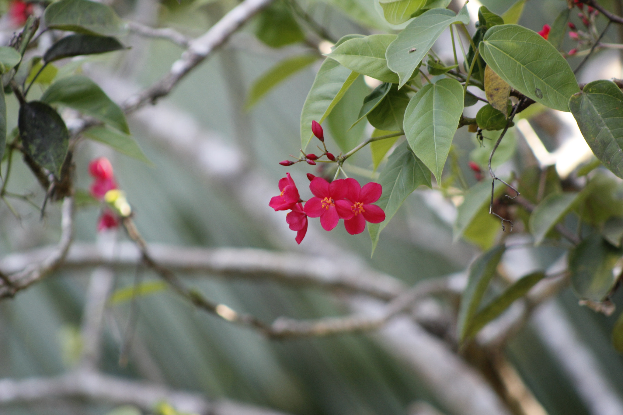 Canon EF 75-300mm f/4-5.6 sample photo. Mg photography