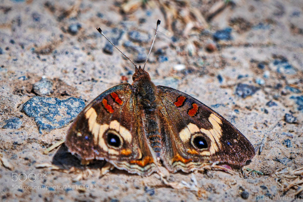 Sony a7R III sample photo. Butter or fly? photography