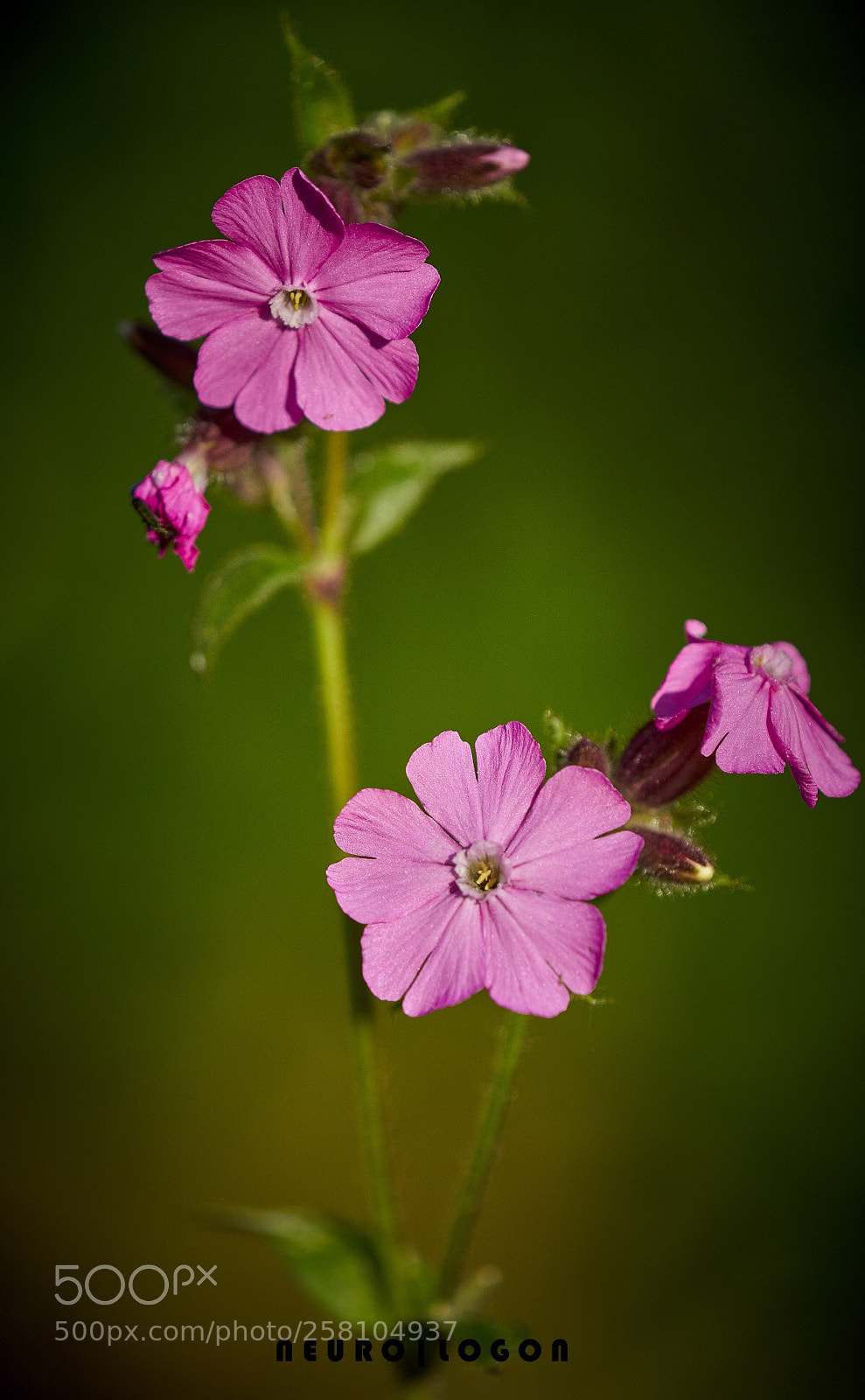 Sony a7R II sample photo. Silene dioica photography