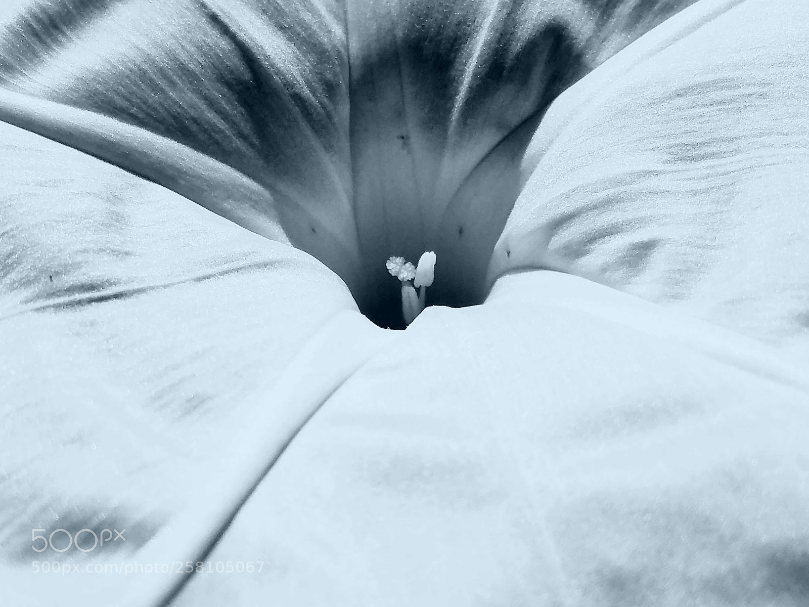 Samsung Galaxy S7 sample photo. The silky white petunia photography