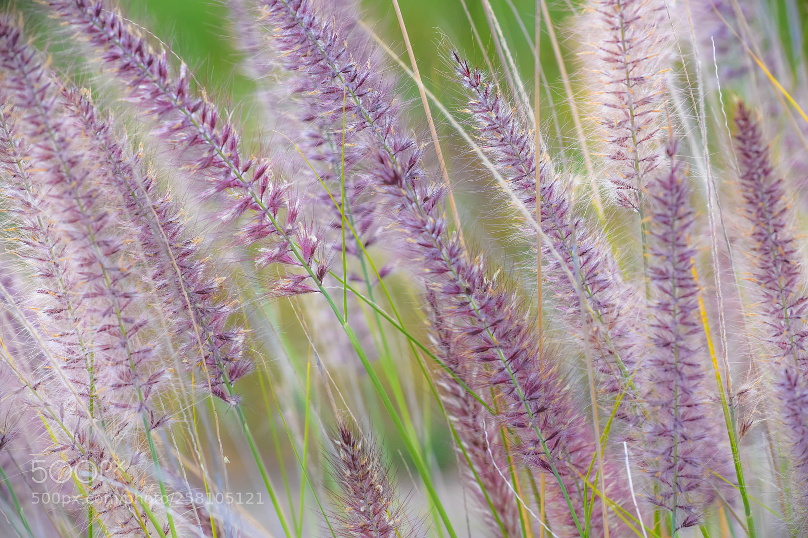 Nikon D7200 sample photo. Wind touches photography