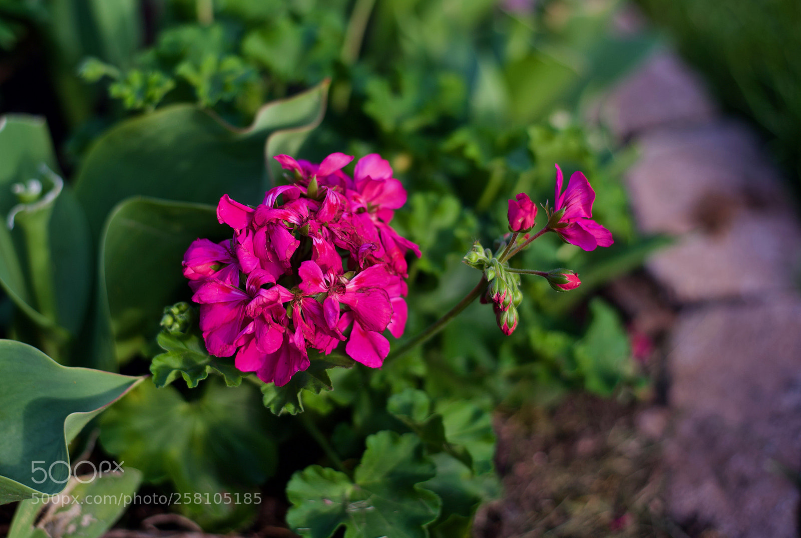 Nikon D750 sample photo. Flowers photography