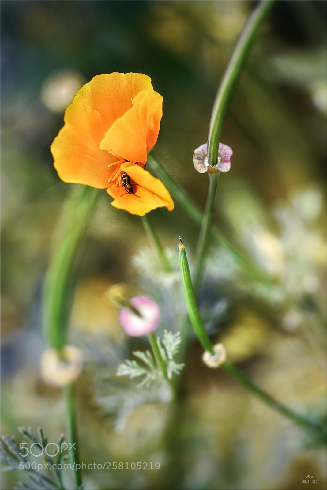 Nikon D750 sample photo. The hiding place photography