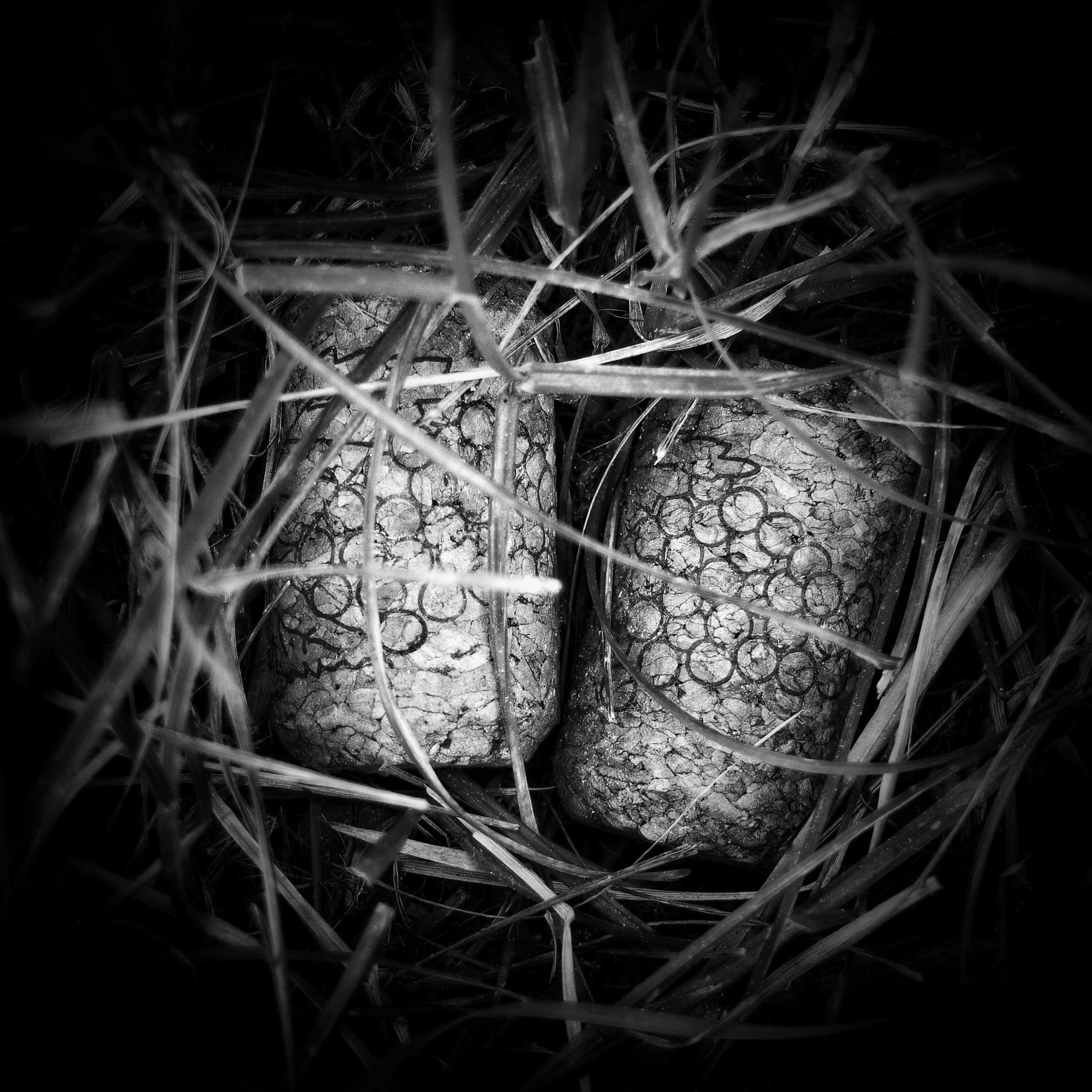 Fujifilm X20 sample photo. Nest ( darkmonochromatic ) photography