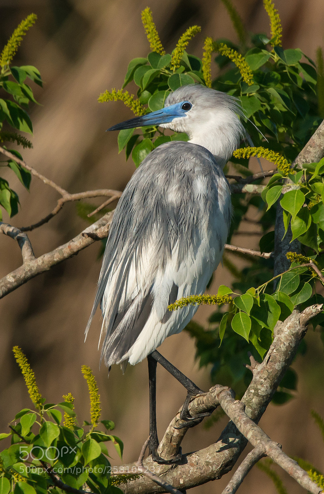 Sony a7R II sample photo. Immature little blue heron photography