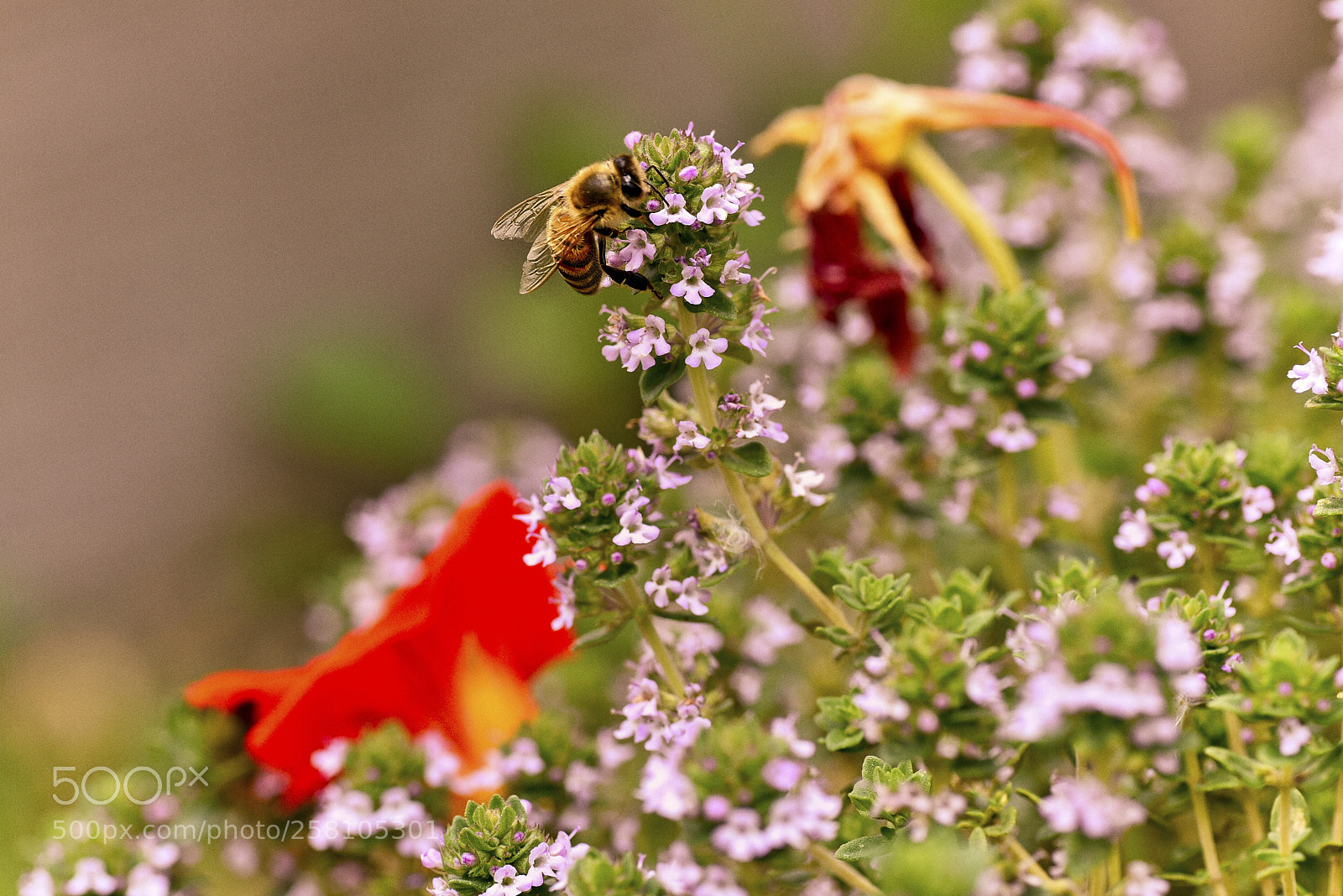 Nikon D750 sample photo. The eternal attraction  photography