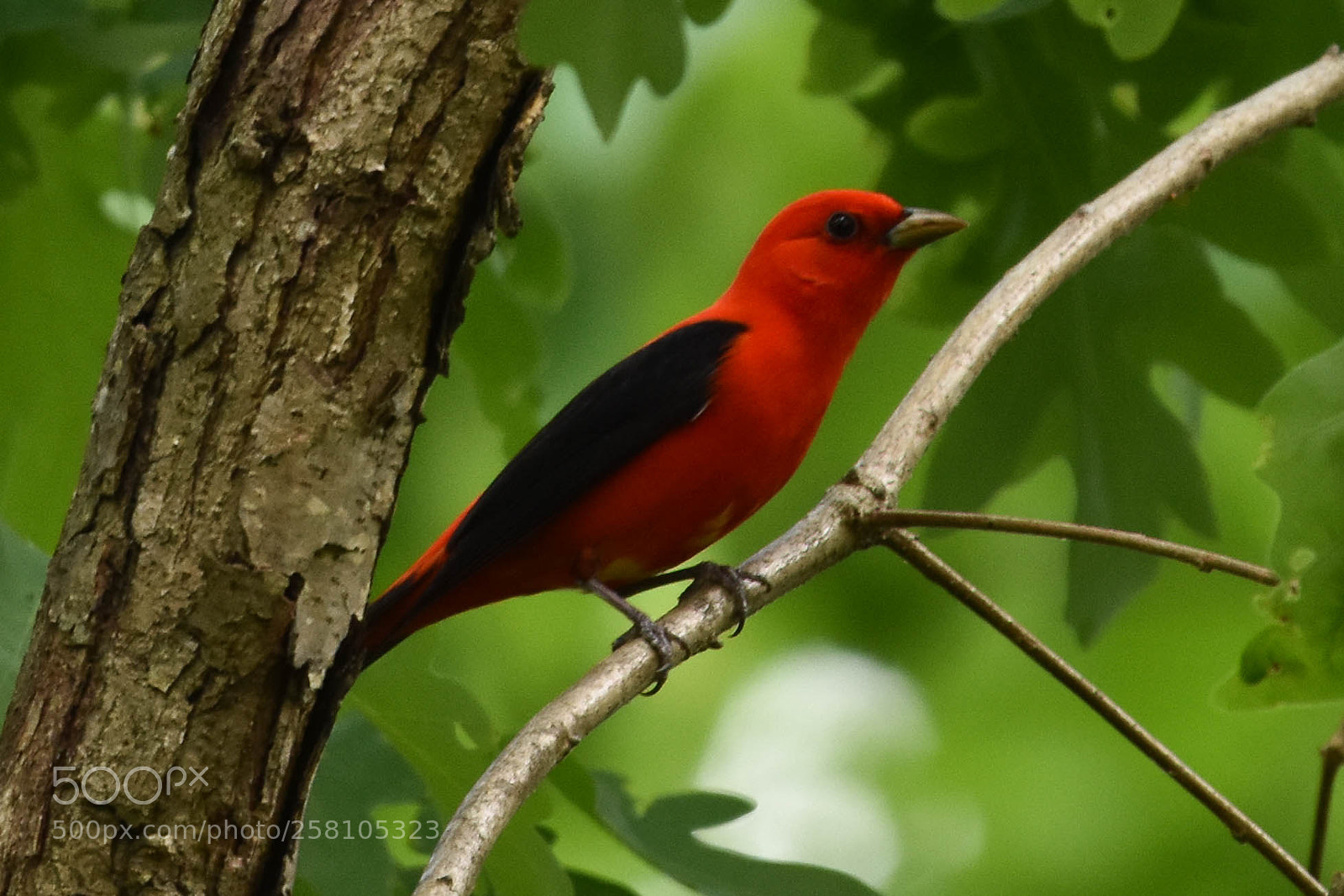 Nikon D3400 sample photo. Scarlet tanager photography