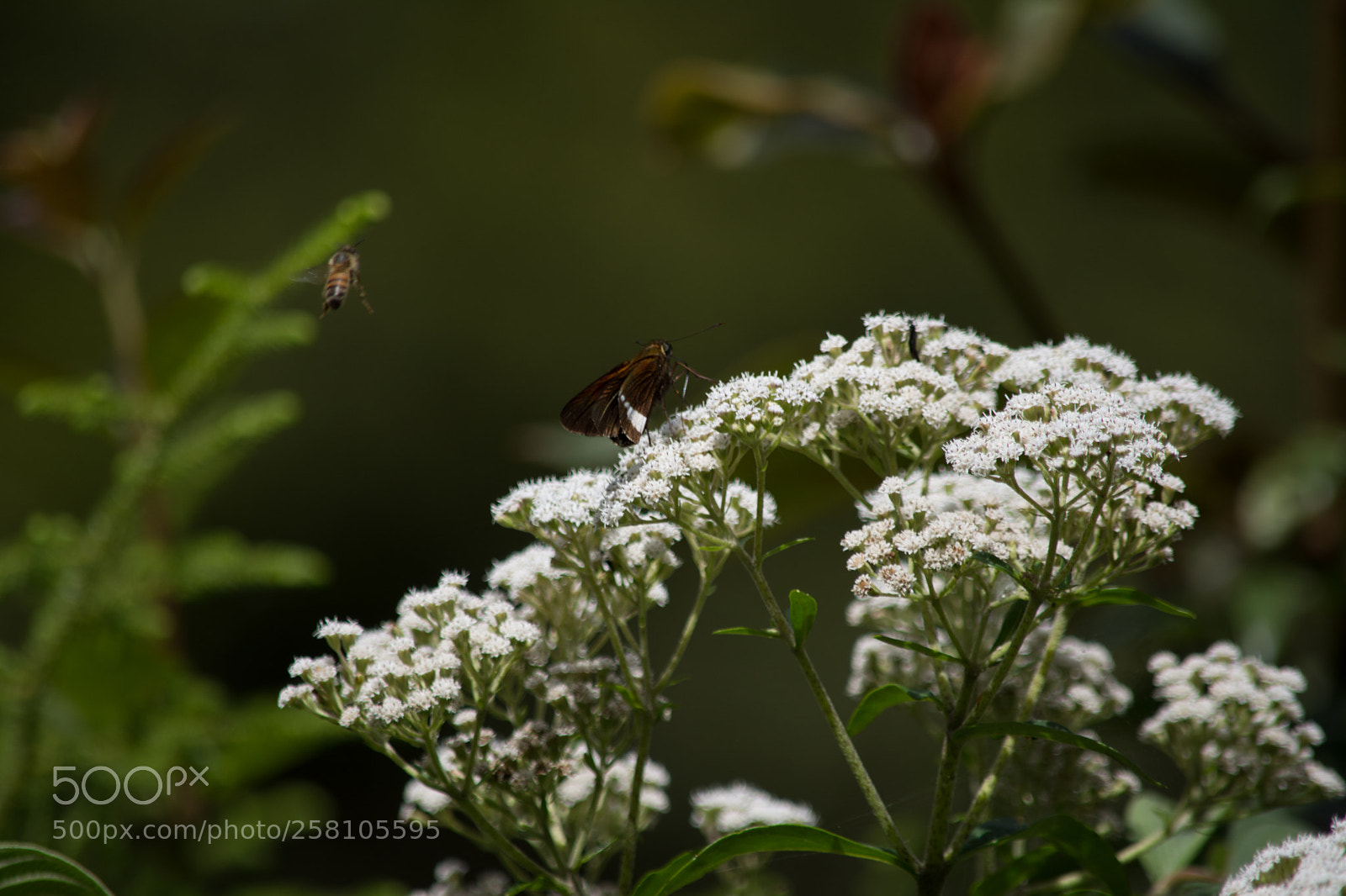 Nikon D7100 sample photo. Bee photography