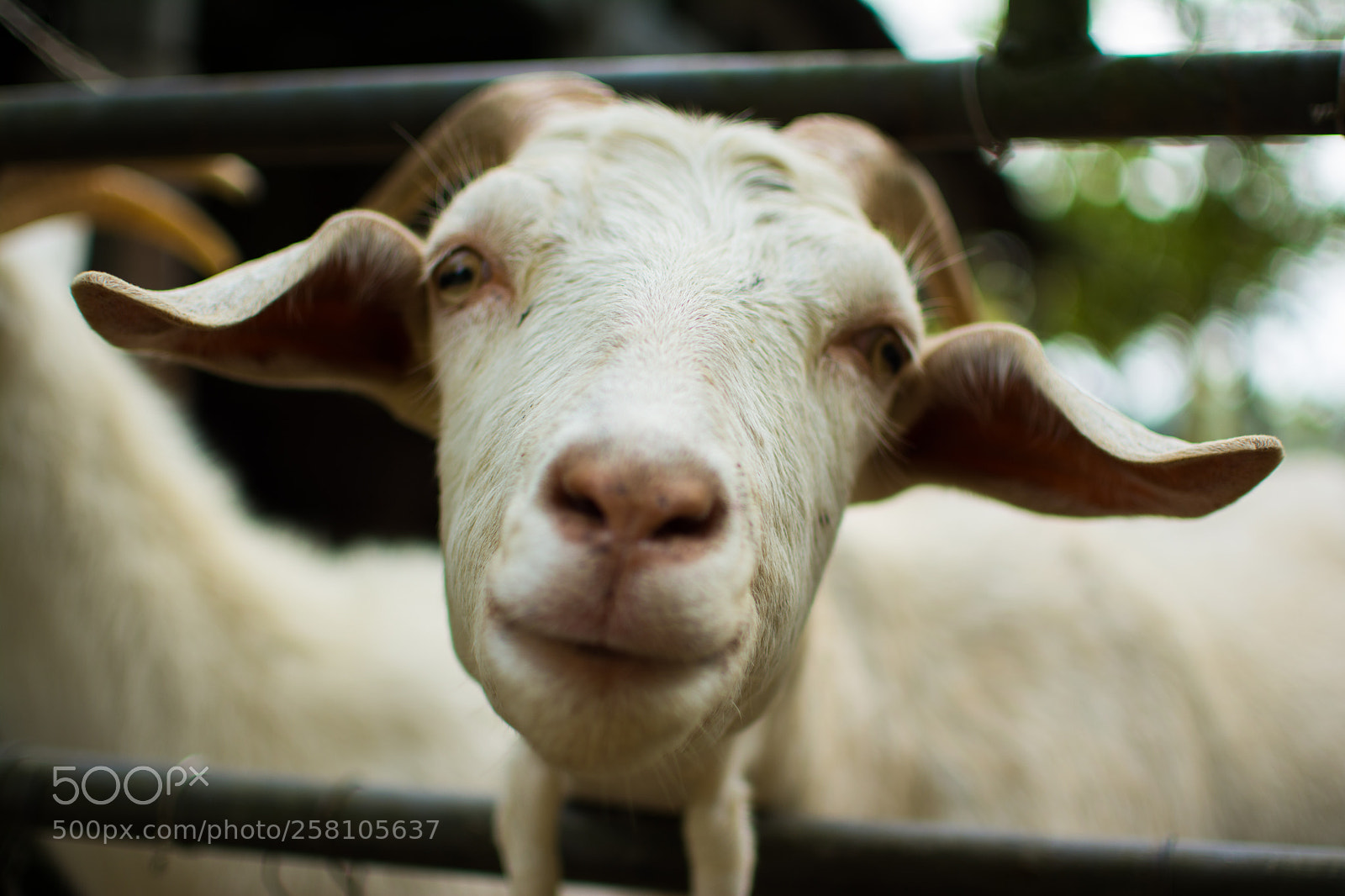 Nikon D7100 sample photo. Hello photography