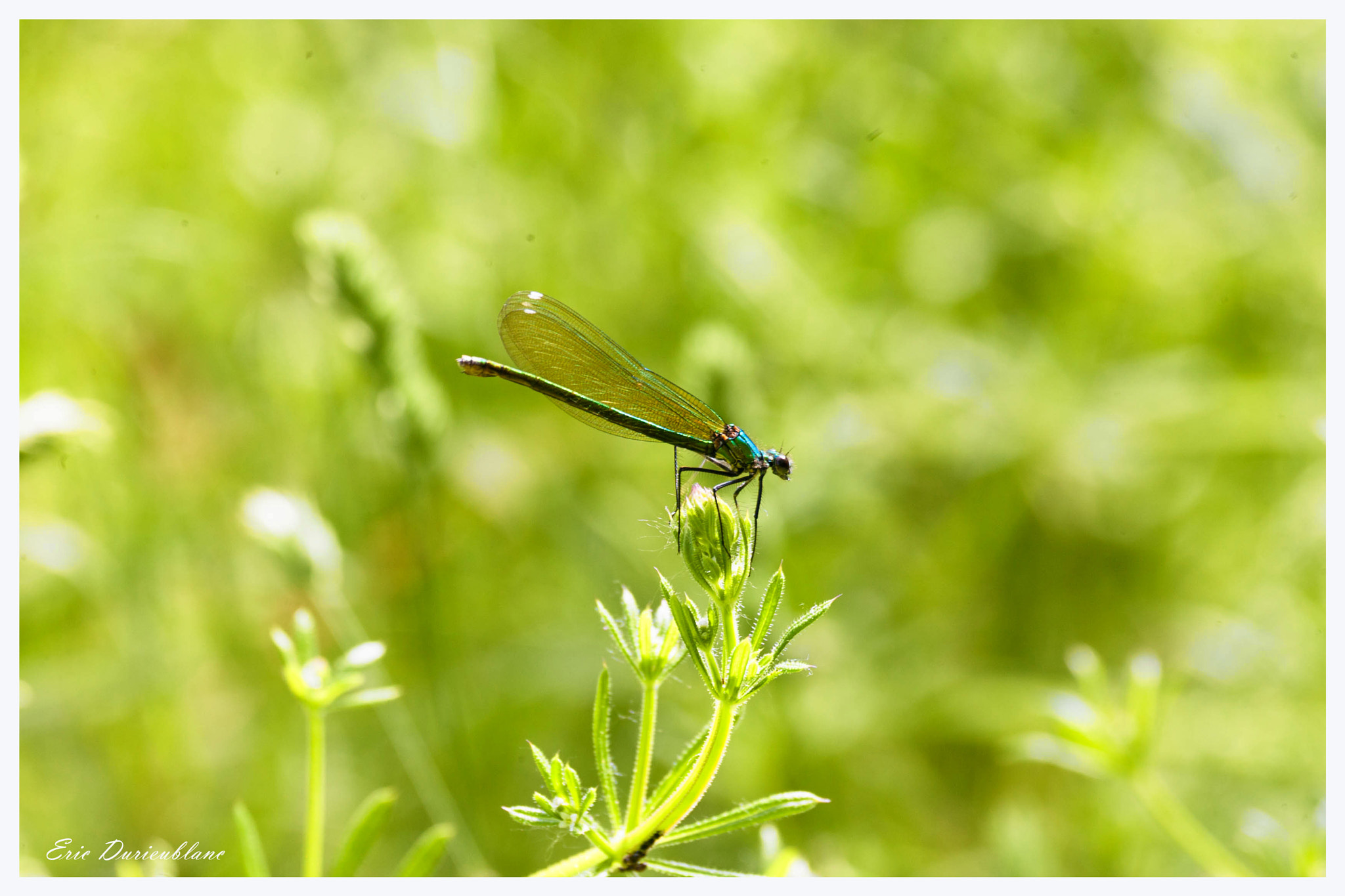 Canon EOS-1D Mark II sample photo