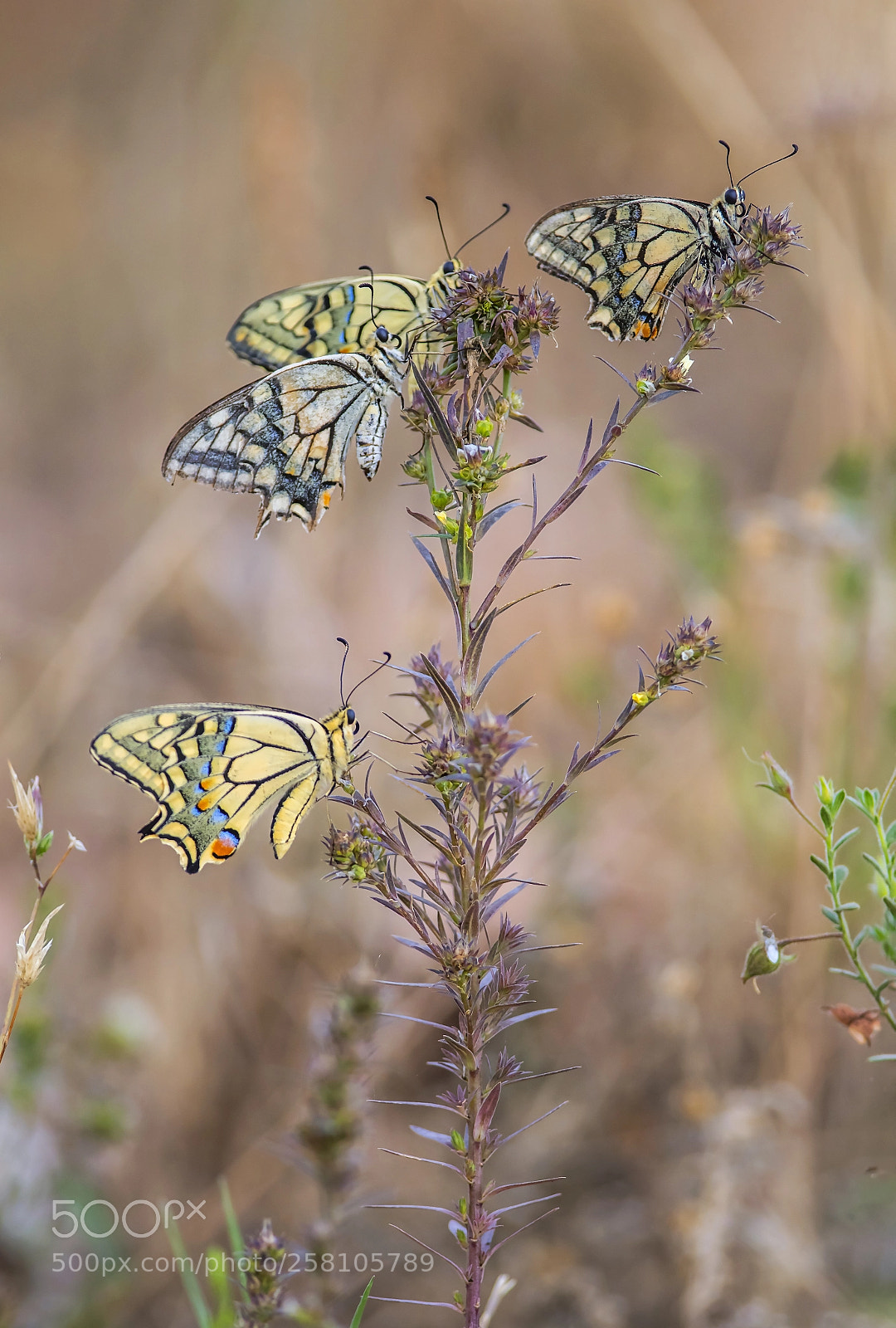 Nikon D500 sample photo. Papilio photography