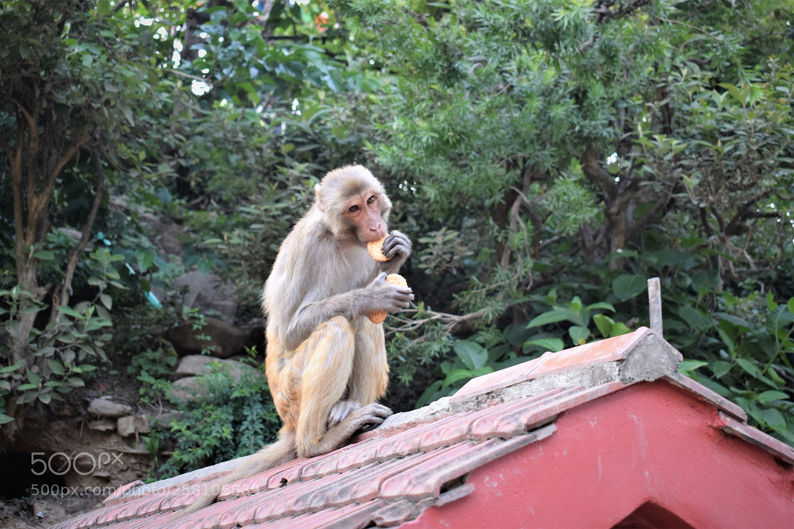Nikon D5300 sample photo. Monkey photography
