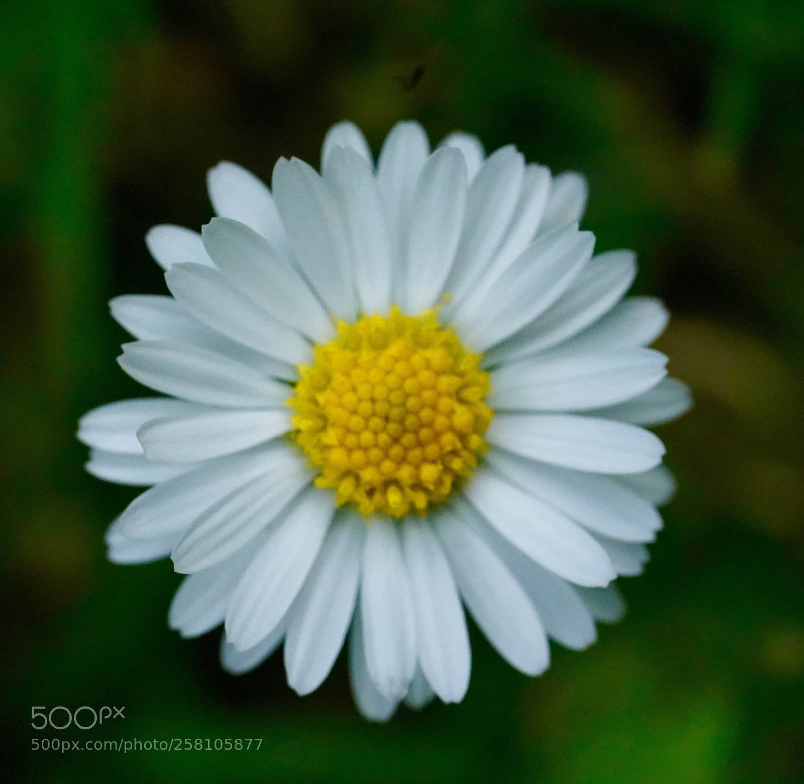 Sony a9 sample photo. Daisy  photography