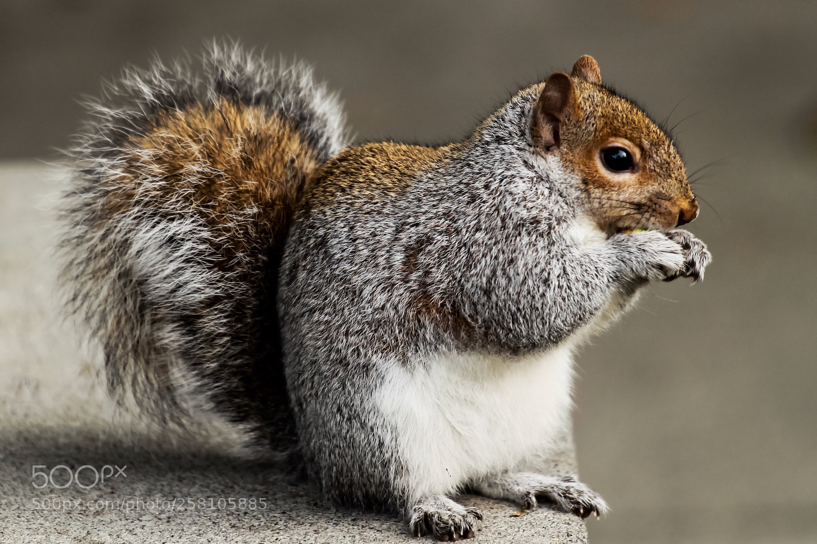 Canon EOS 500D (EOS Rebel T1i / EOS Kiss X3) sample photo. Squirrel photography