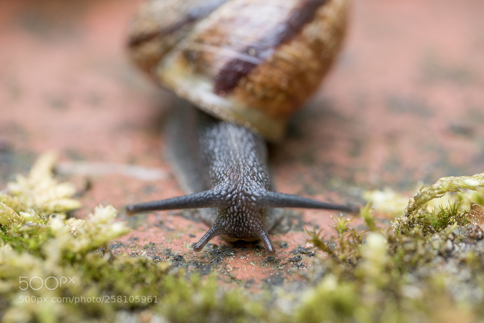 Panasonic DMC-G70 sample photo. Slug photography