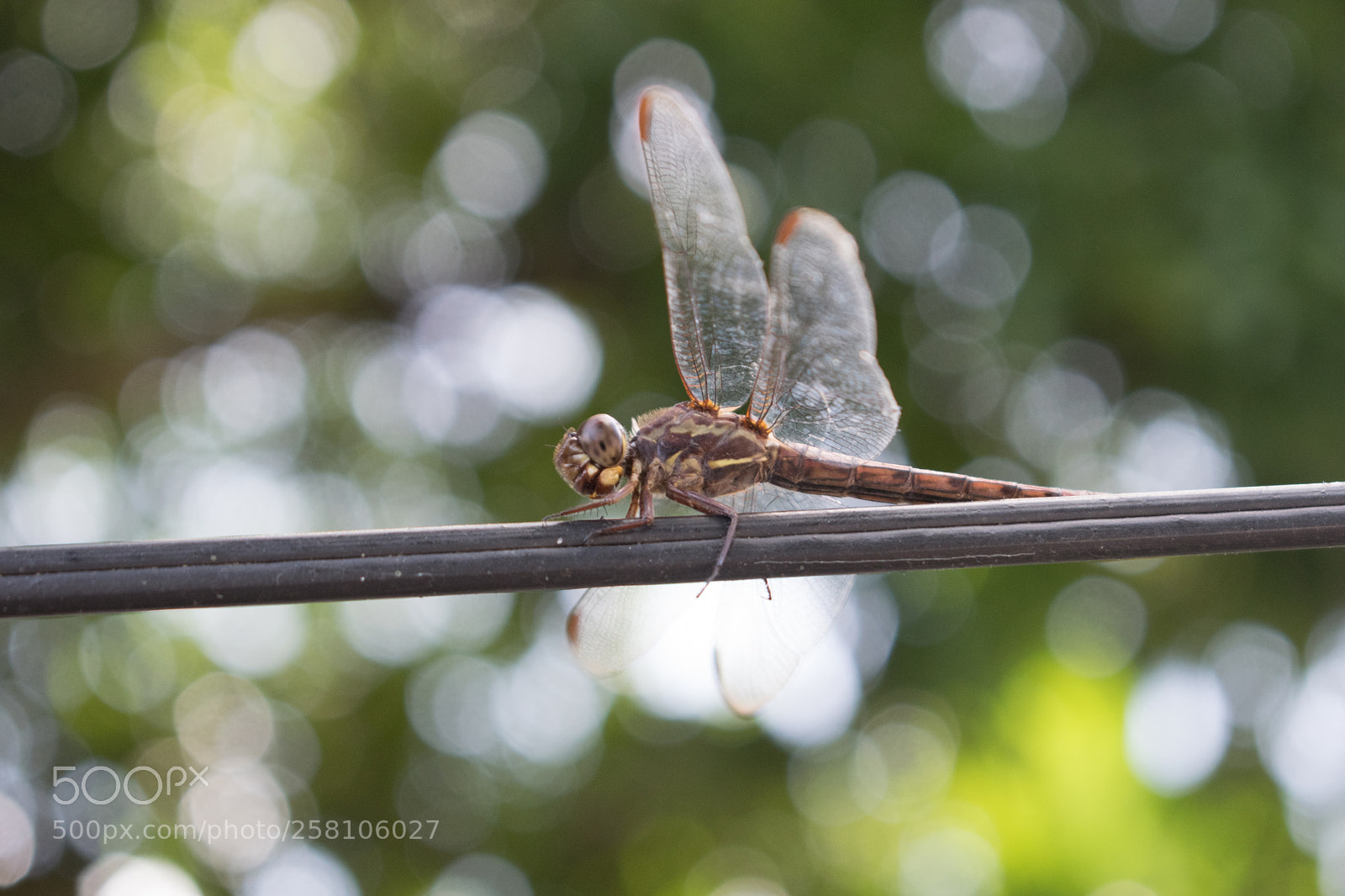 Nikon D3300 sample photo. Dragonfly photography