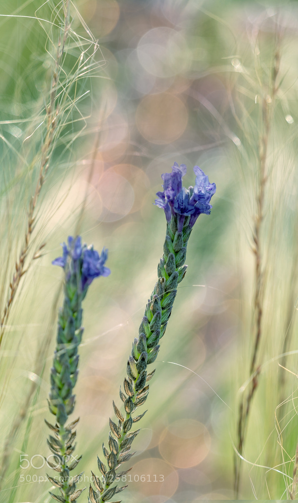 Sony a7R II sample photo. Dream photography