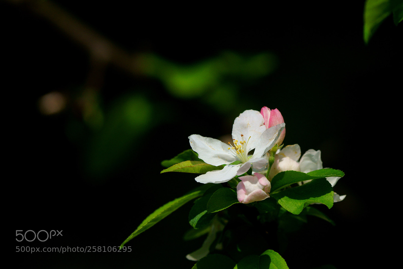 Sony SLT-A99V sample photo. Crabapple photography