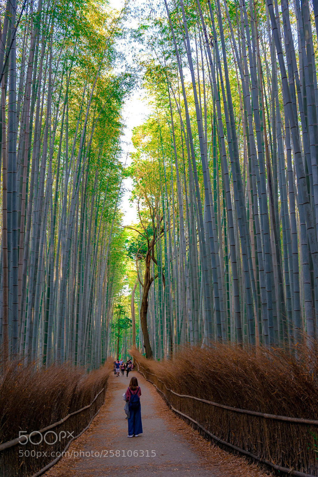 Nikon D3400 sample photo. The arashimaya bamboo forest photography