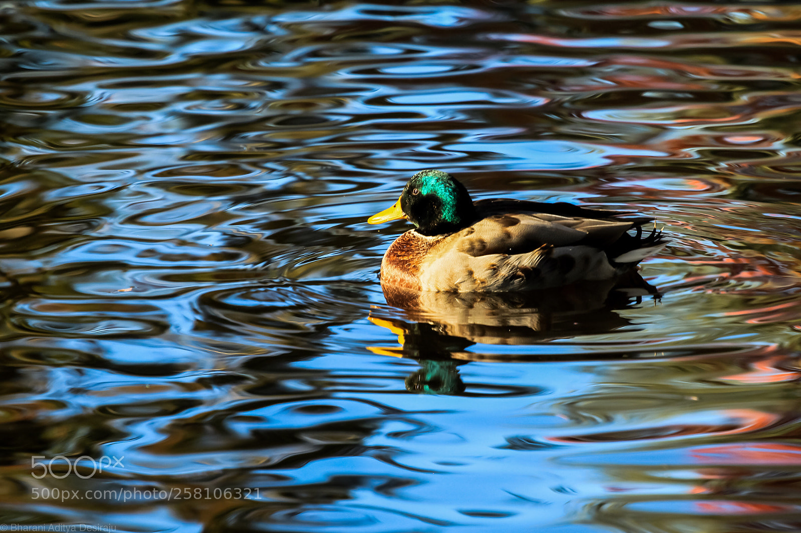 Canon EOS 500D (EOS Rebel T1i / EOS Kiss X3) sample photo. Mallard photography