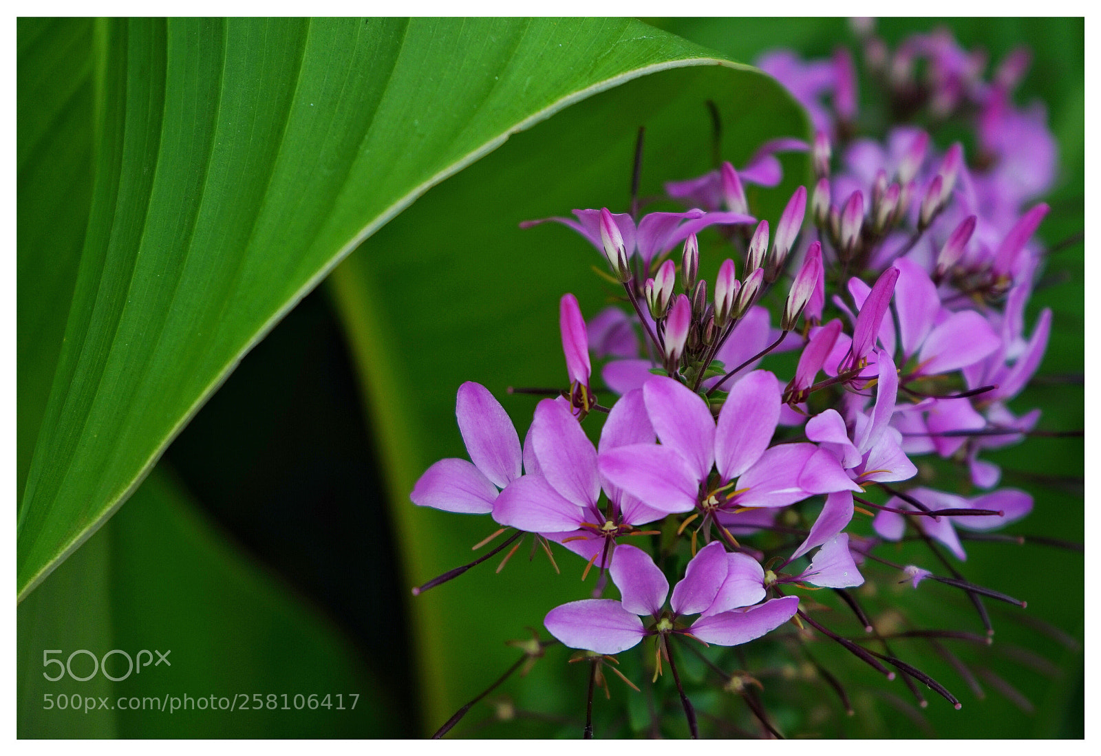 Sony a7 II sample photo. Flower photography