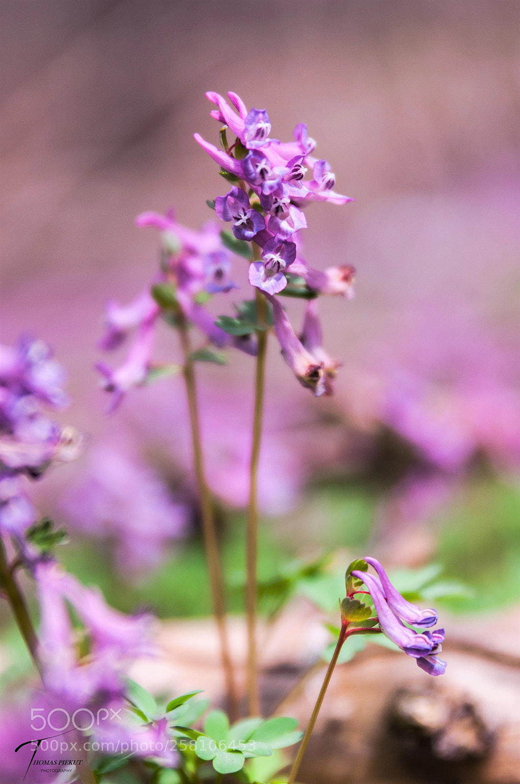 Nikon D90 sample photo. Hesitation photography