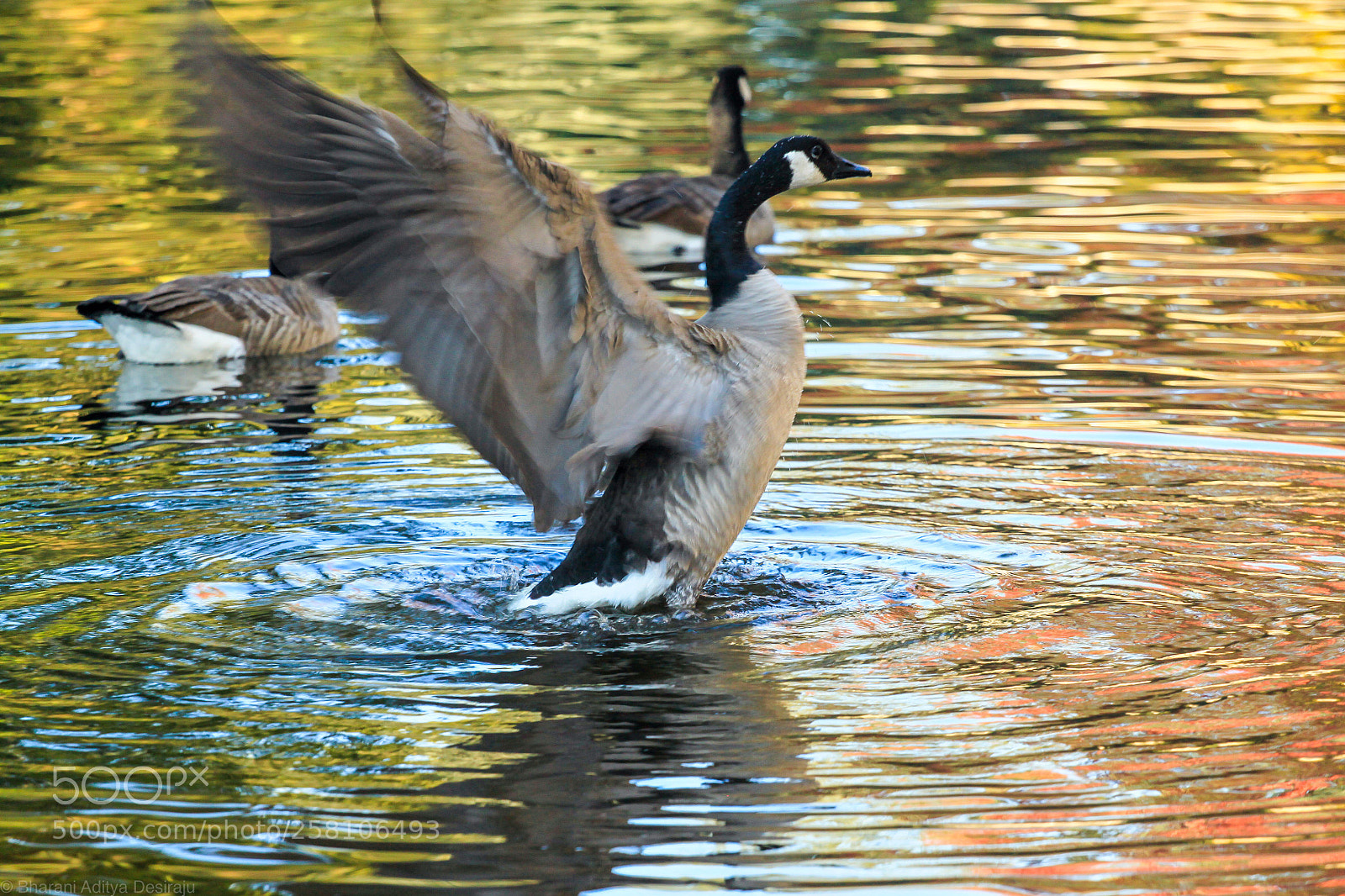 Canon EOS 500D (EOS Rebel T1i / EOS Kiss X3) sample photo. Canada geese photography