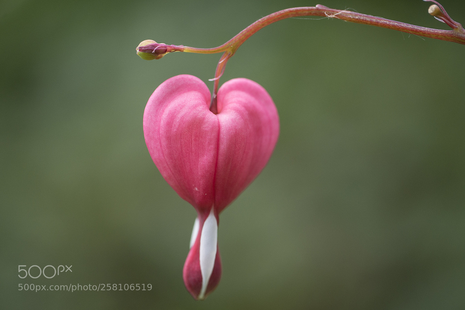 Panasonic DMC-G70 sample photo. Crying heart photography