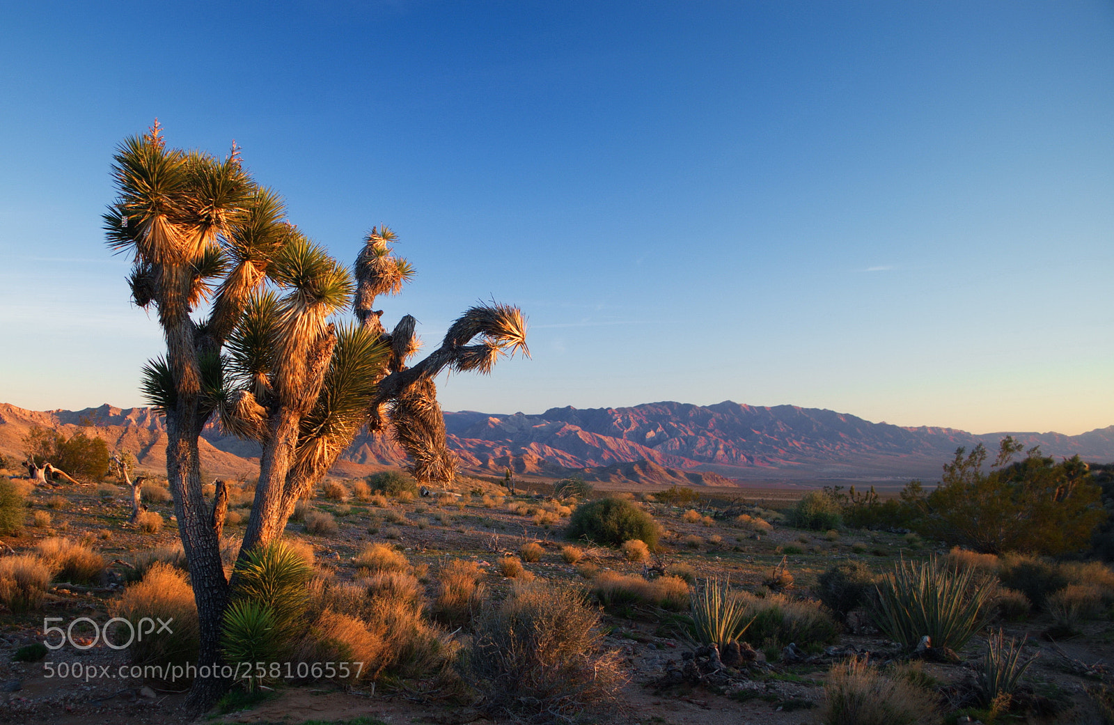 Nikon D3000 sample photo. Joshua tree at dusk photography