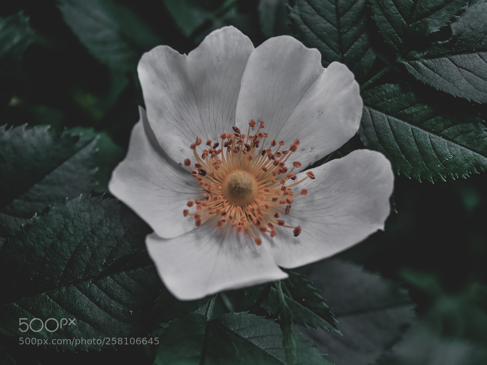 Panasonic DMC-G70 sample photo. White beauty photography