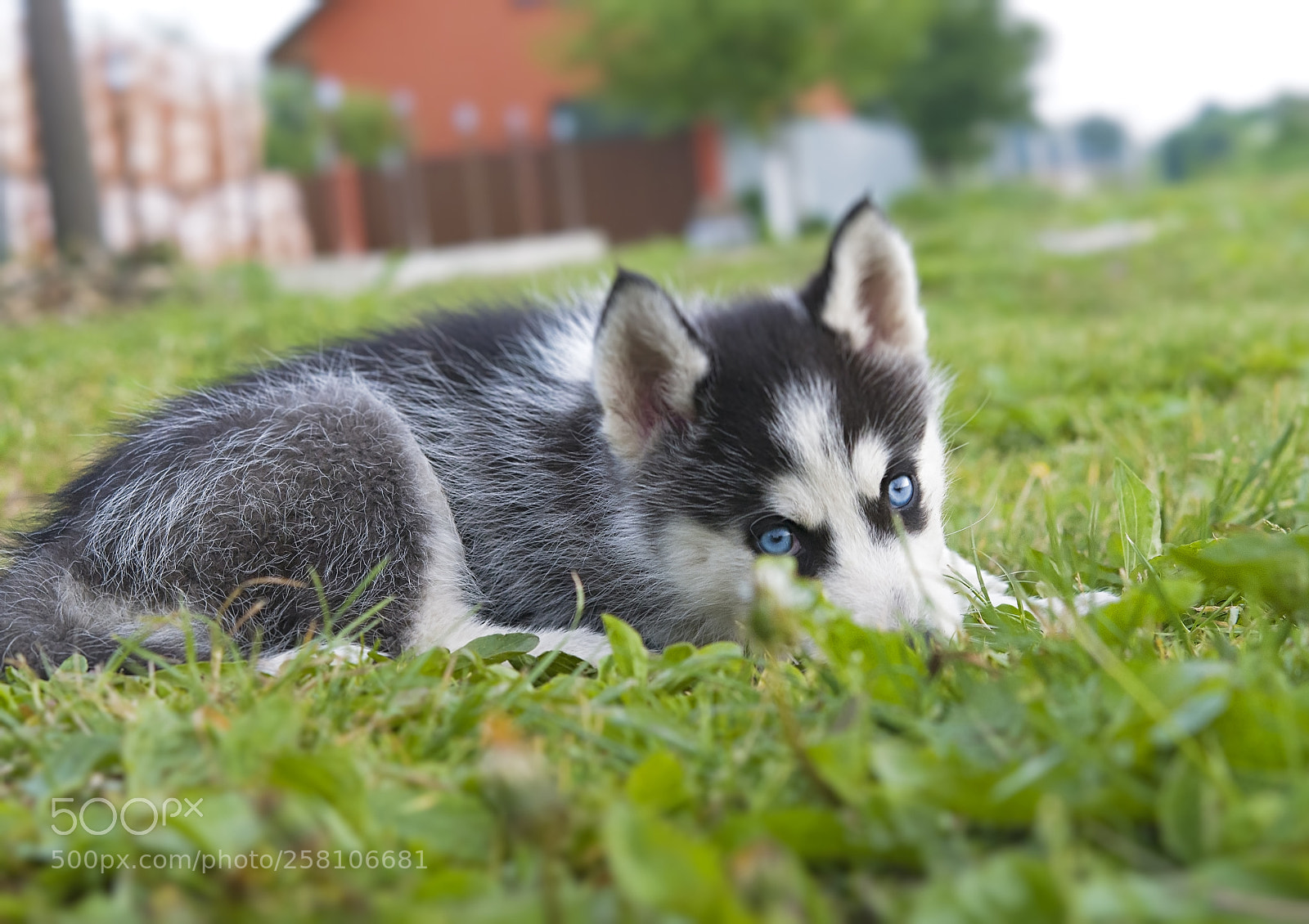 Nikon D500 sample photo. Siberian husky puppy photography