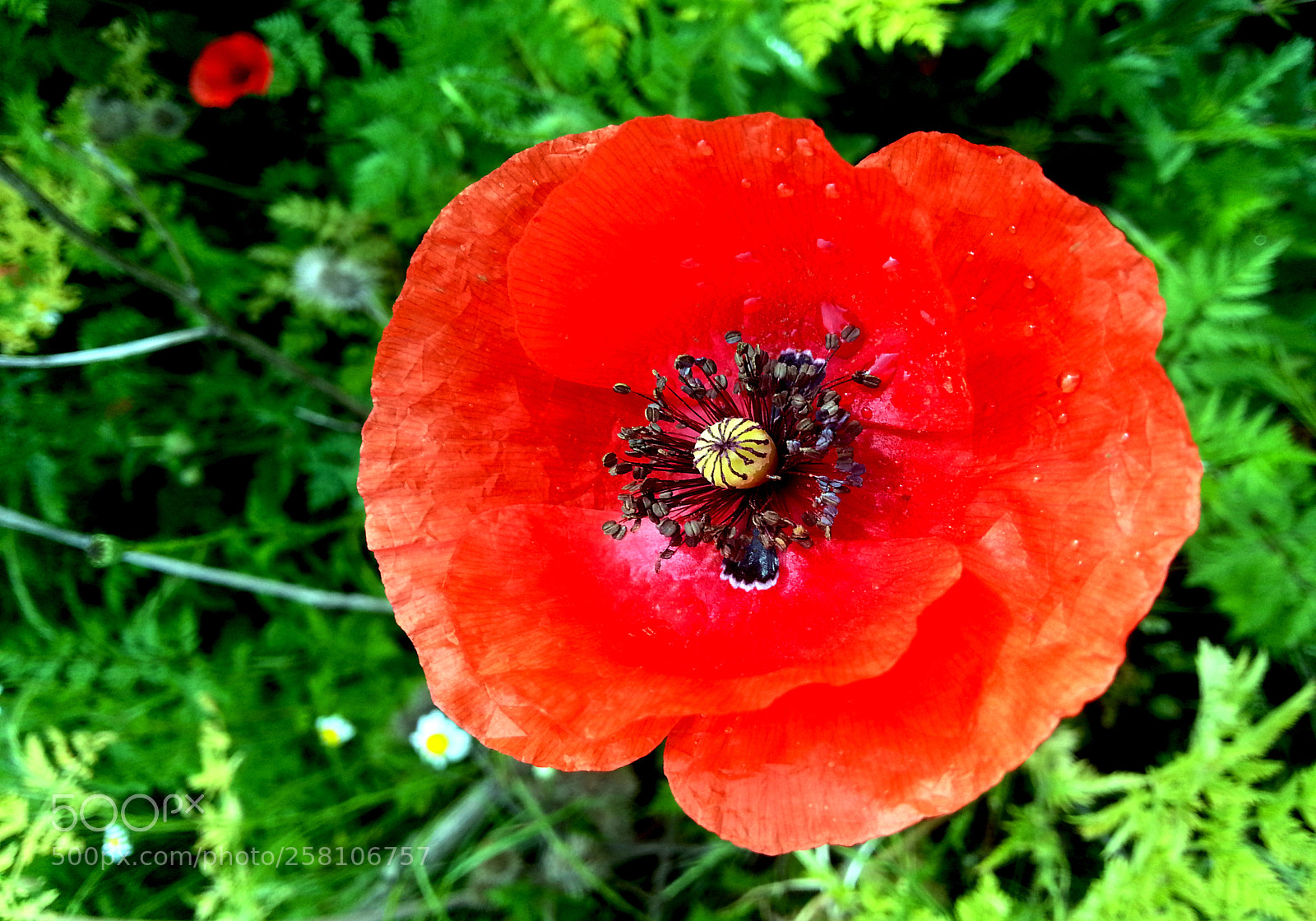 Samsung Galaxy Note2 sample photo. Flower photography