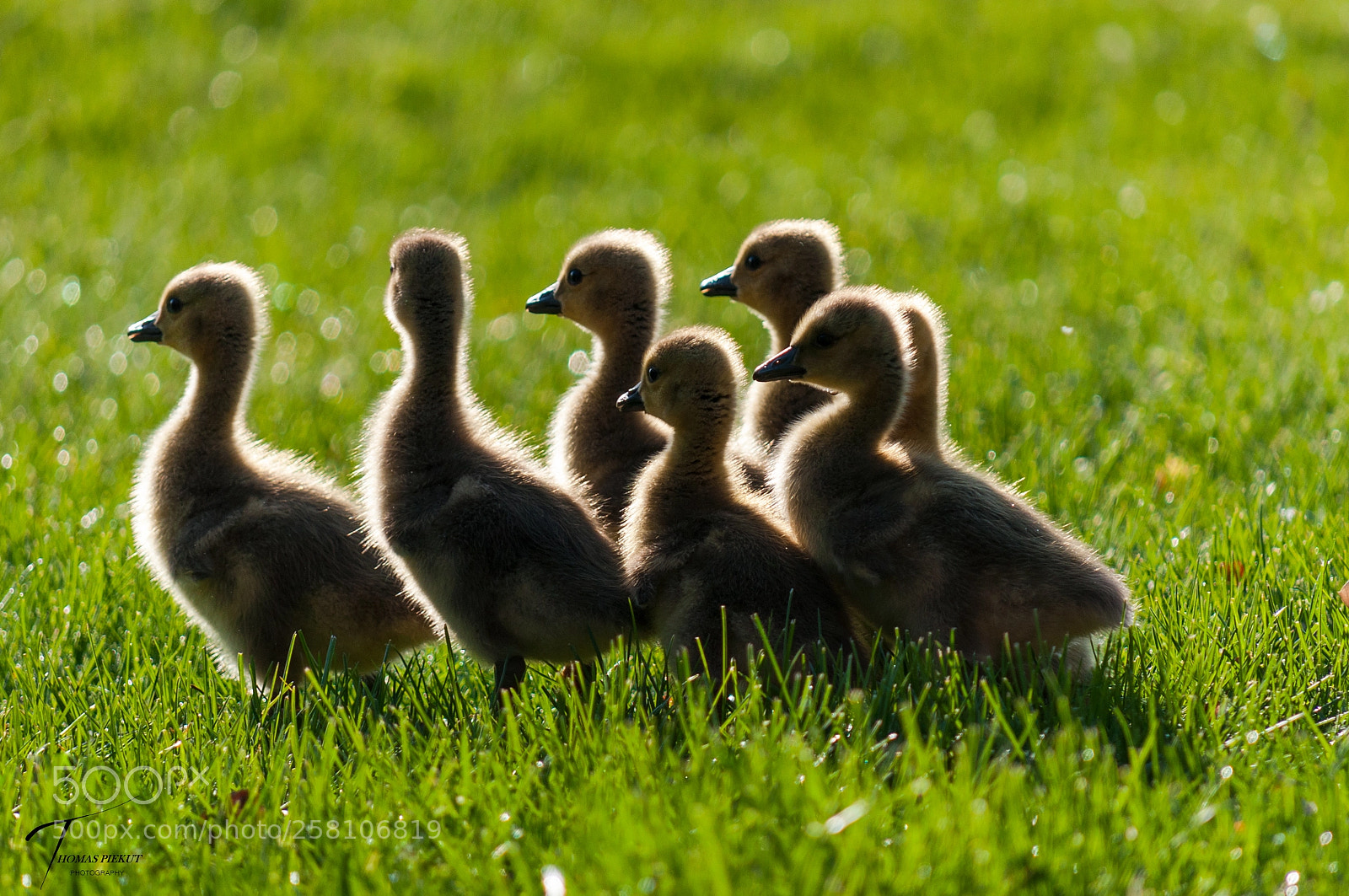 Nikon D90 sample photo. Follow the leader photography