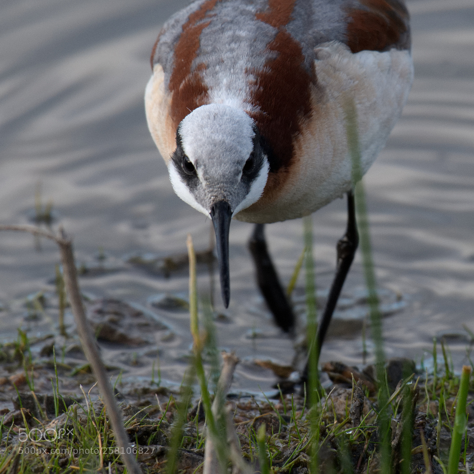 Nikon D500 sample photo. Wilson's phalarope photography