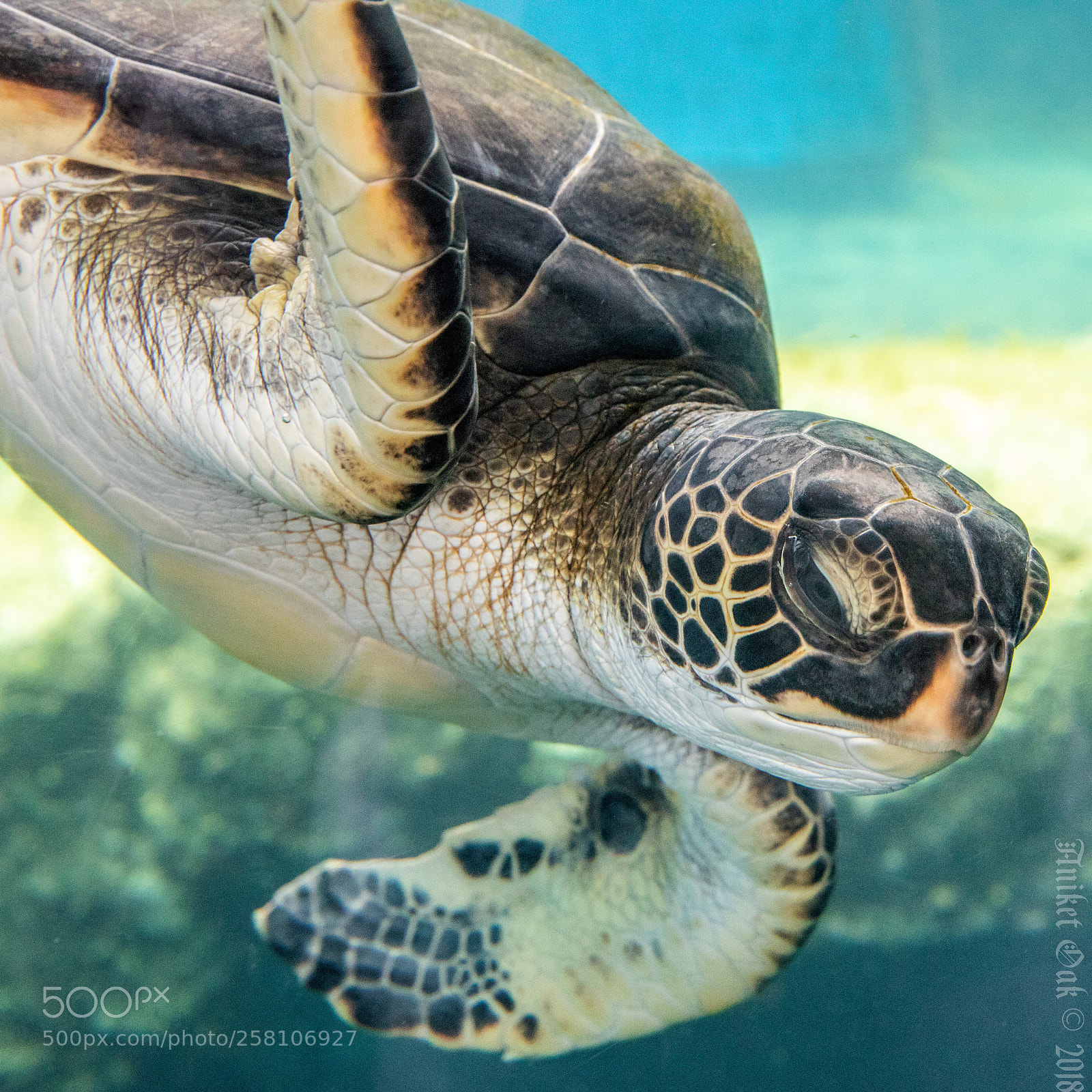 Canon EOS 5D Mark IV sample photo. Honu photography