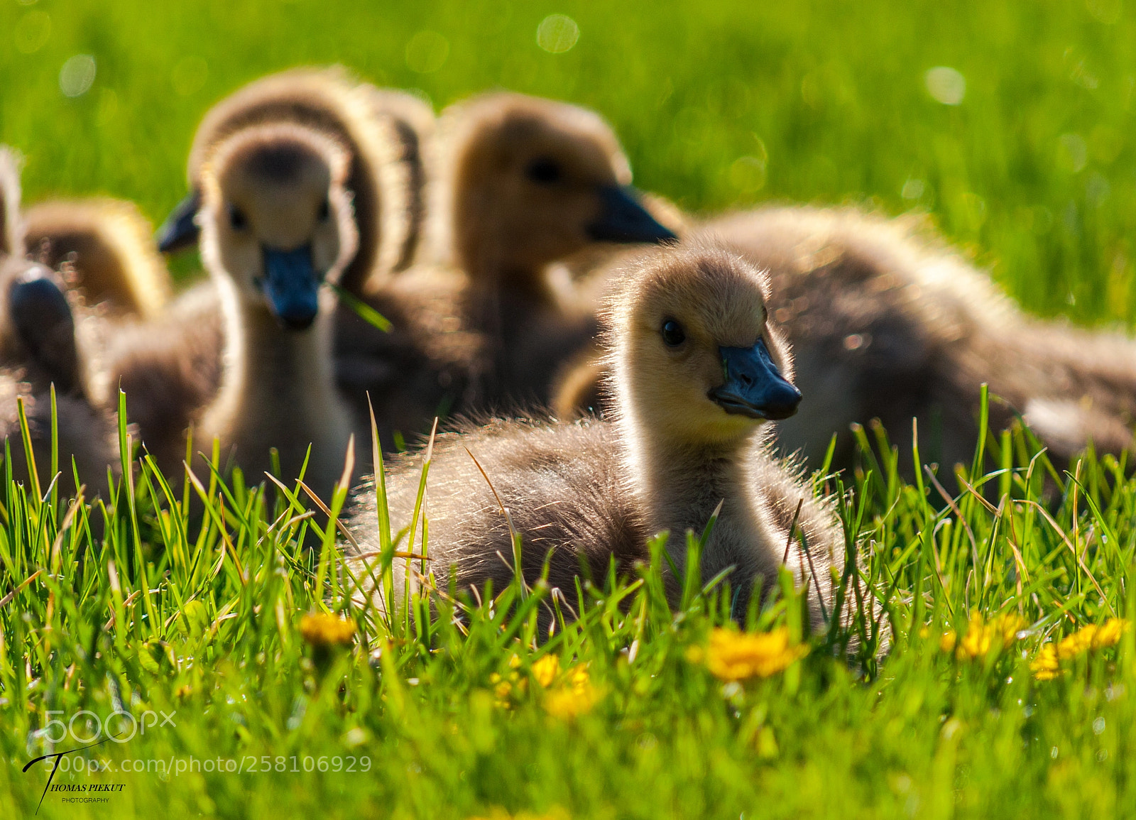 Nikon D90 sample photo. Goslings photography