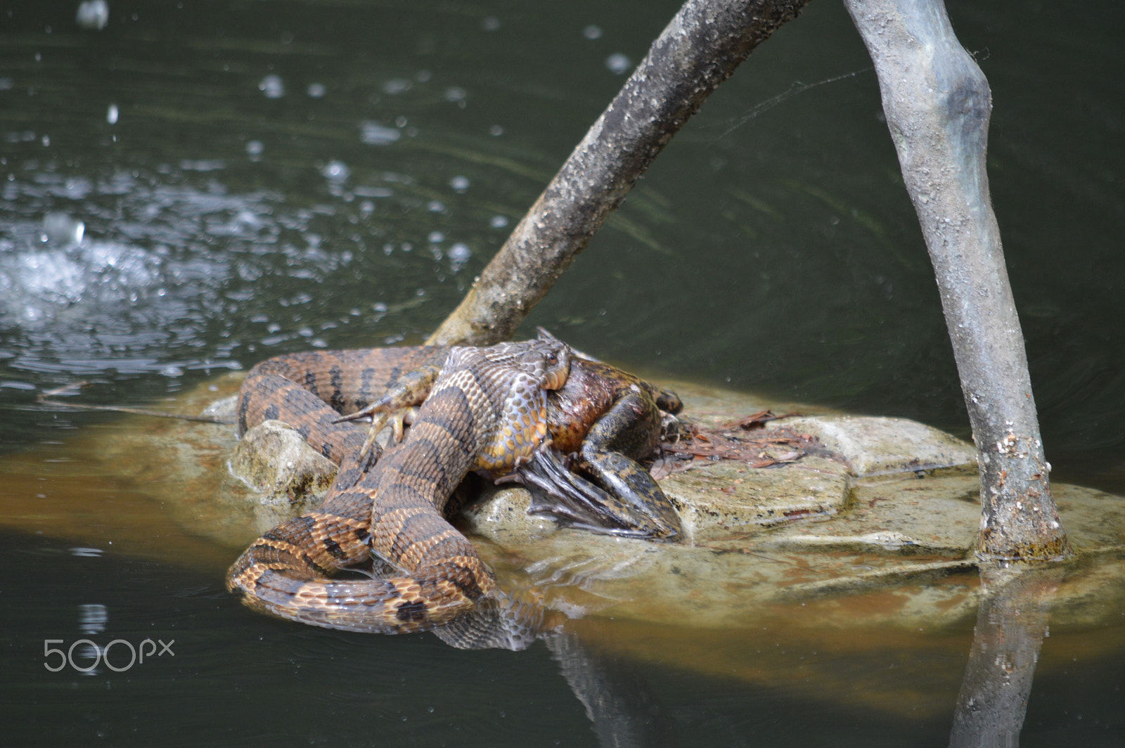 Nikon D3200 sample photo. Snake v bullfrog photography