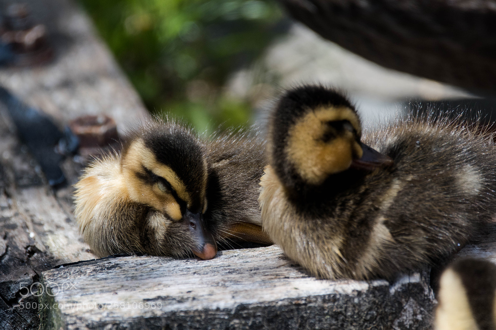 Nikon D500 sample photo. During a nap photography