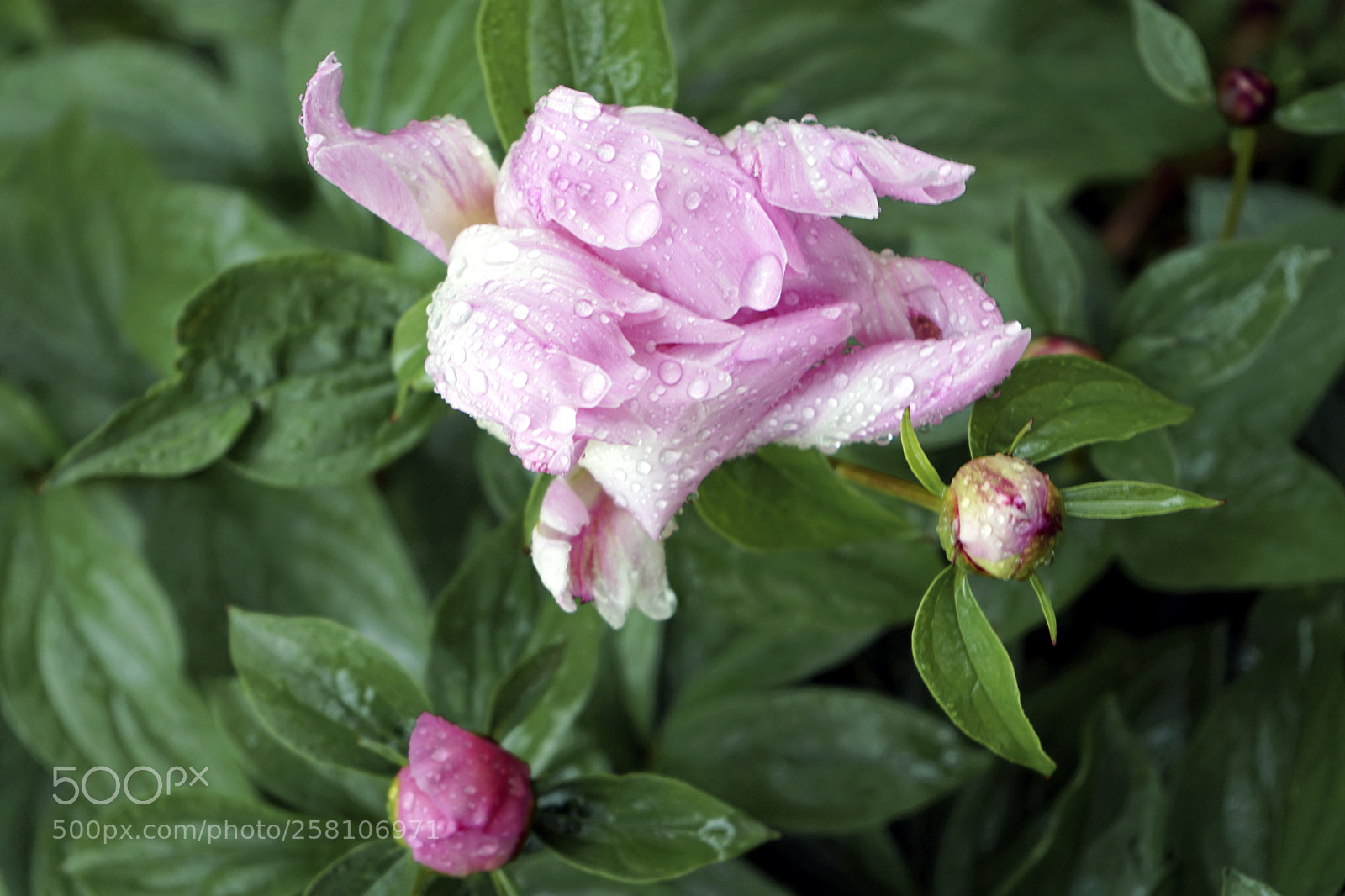 Sony a7 II sample photo. The flower that bloomed photography
