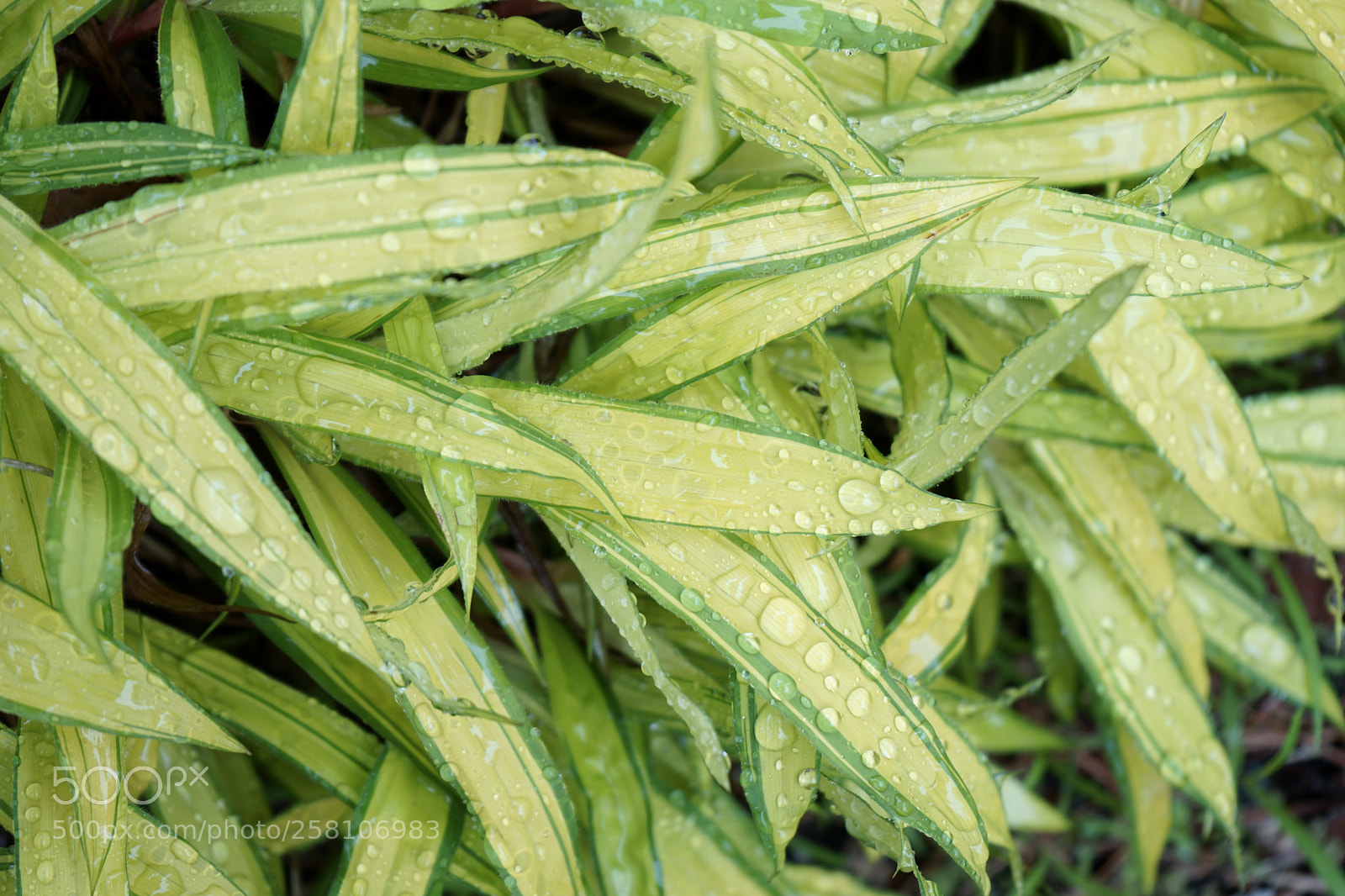 Sony a7 II sample photo. In spring rain, grass photography