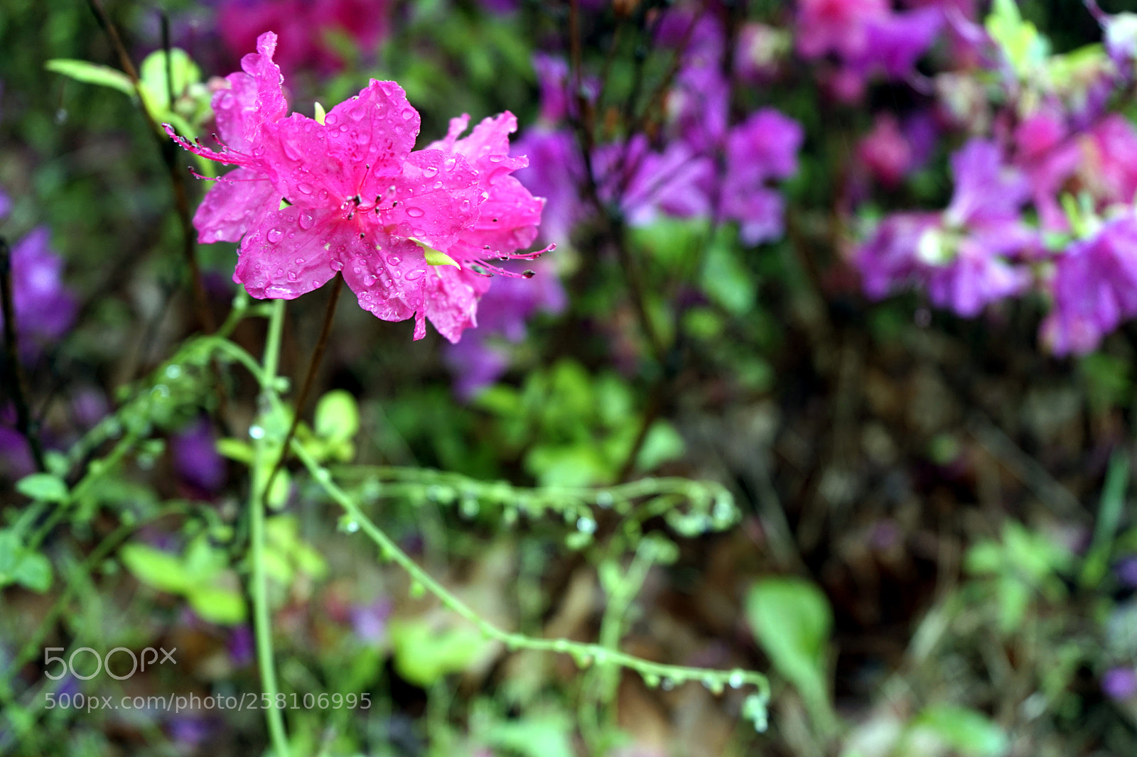 Sony a7 II sample photo. The flower that bloomed photography